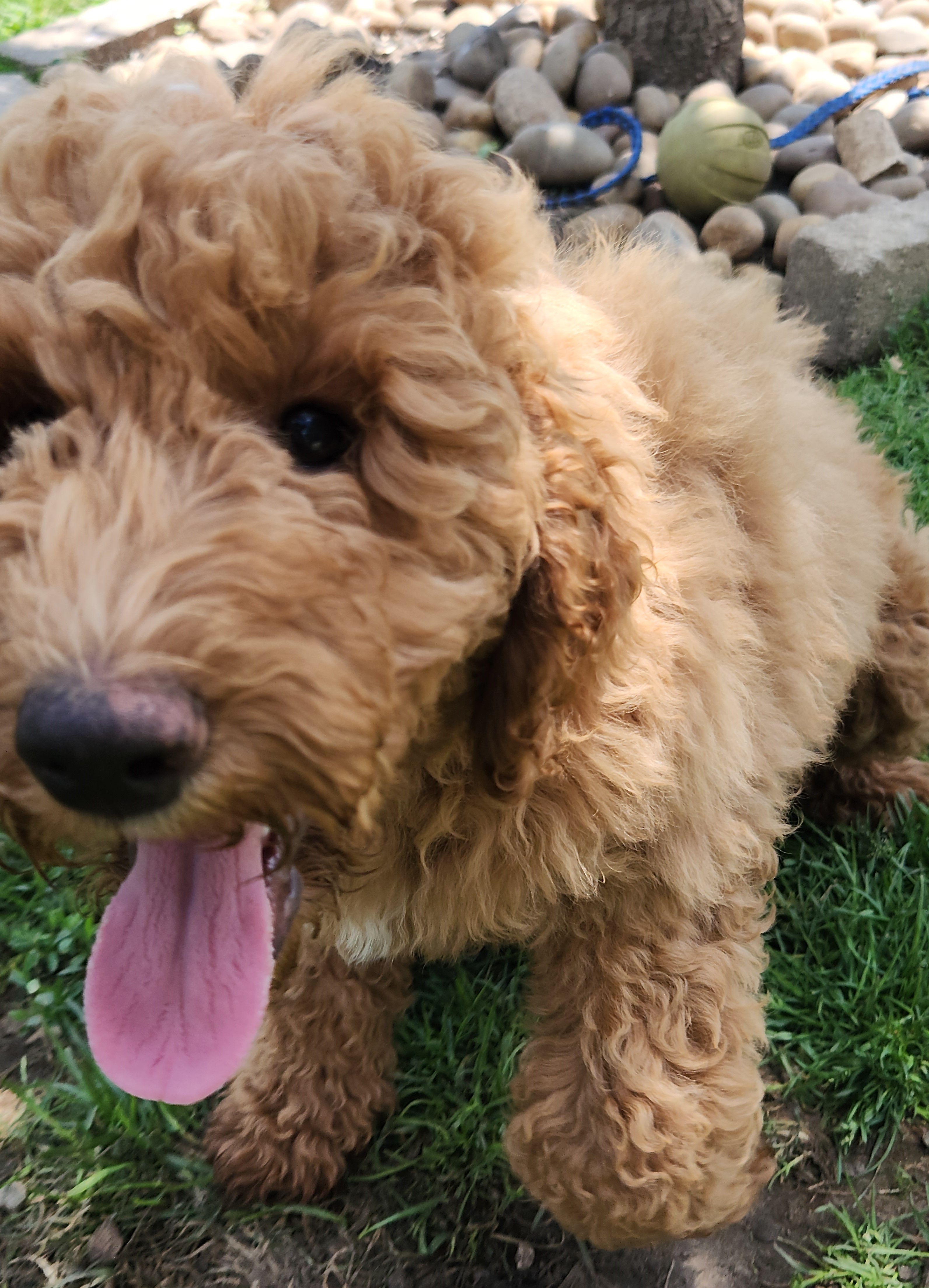 labradoodle