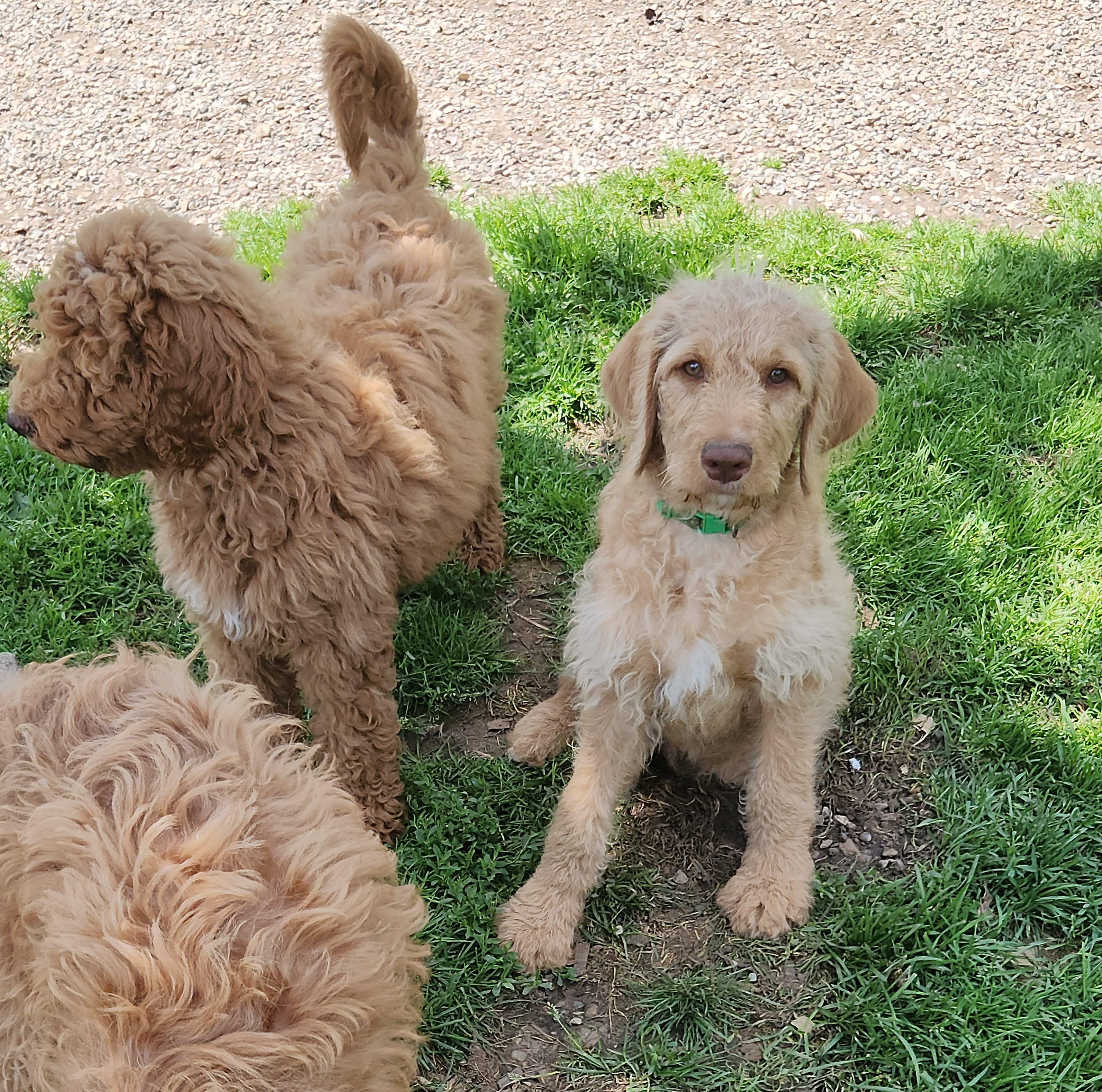 labradoodle