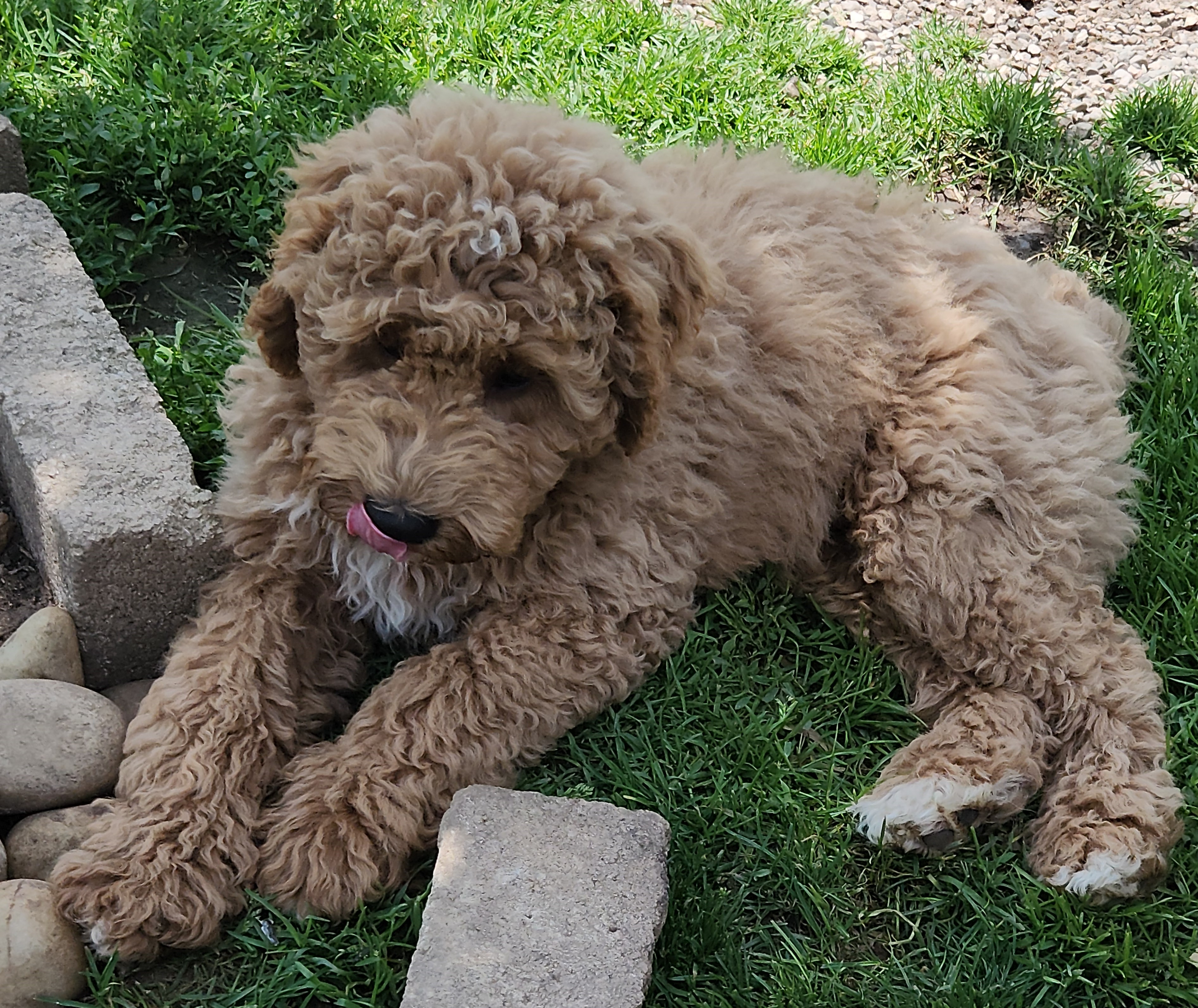 labradoodle