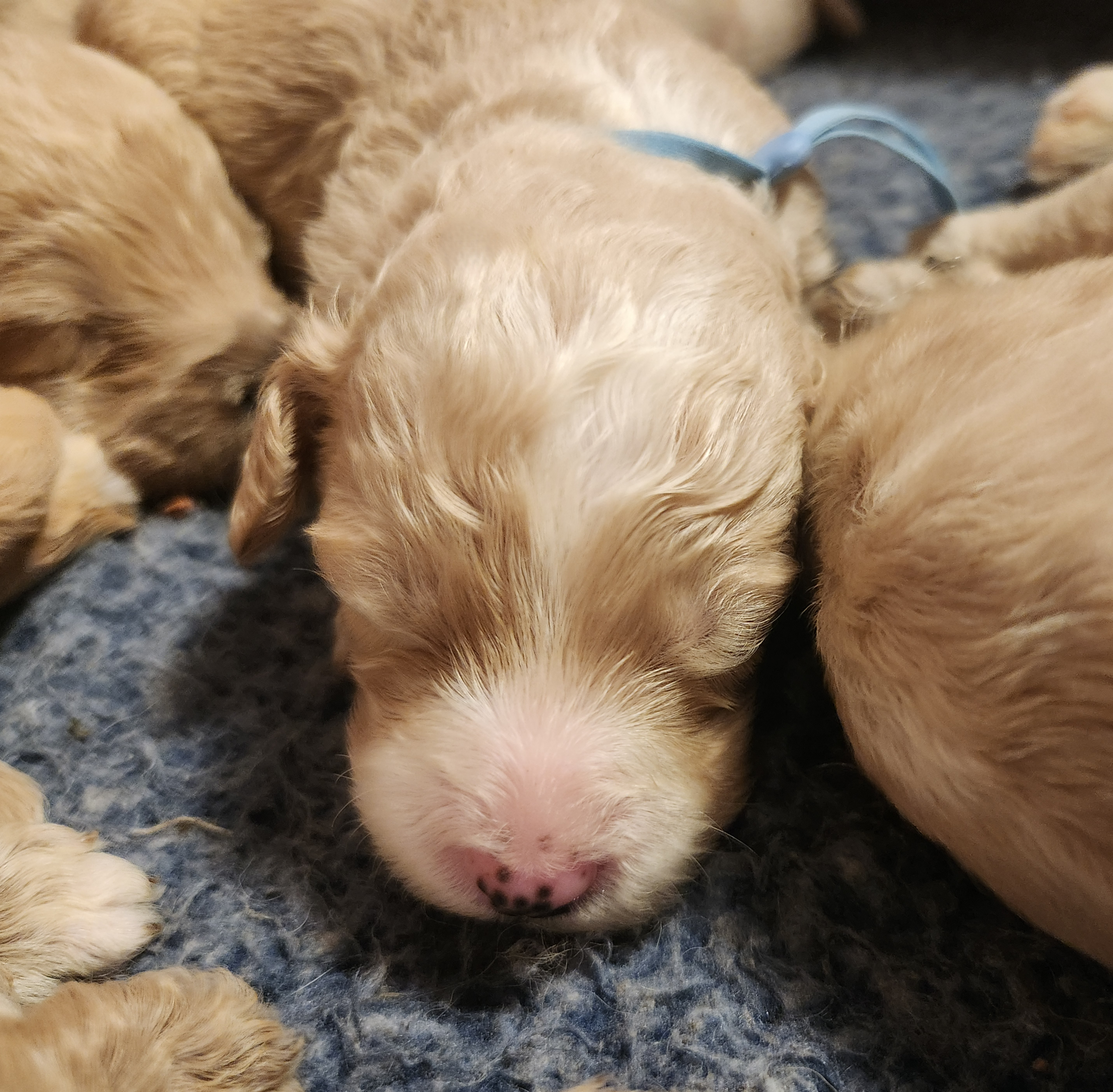 labradoodle