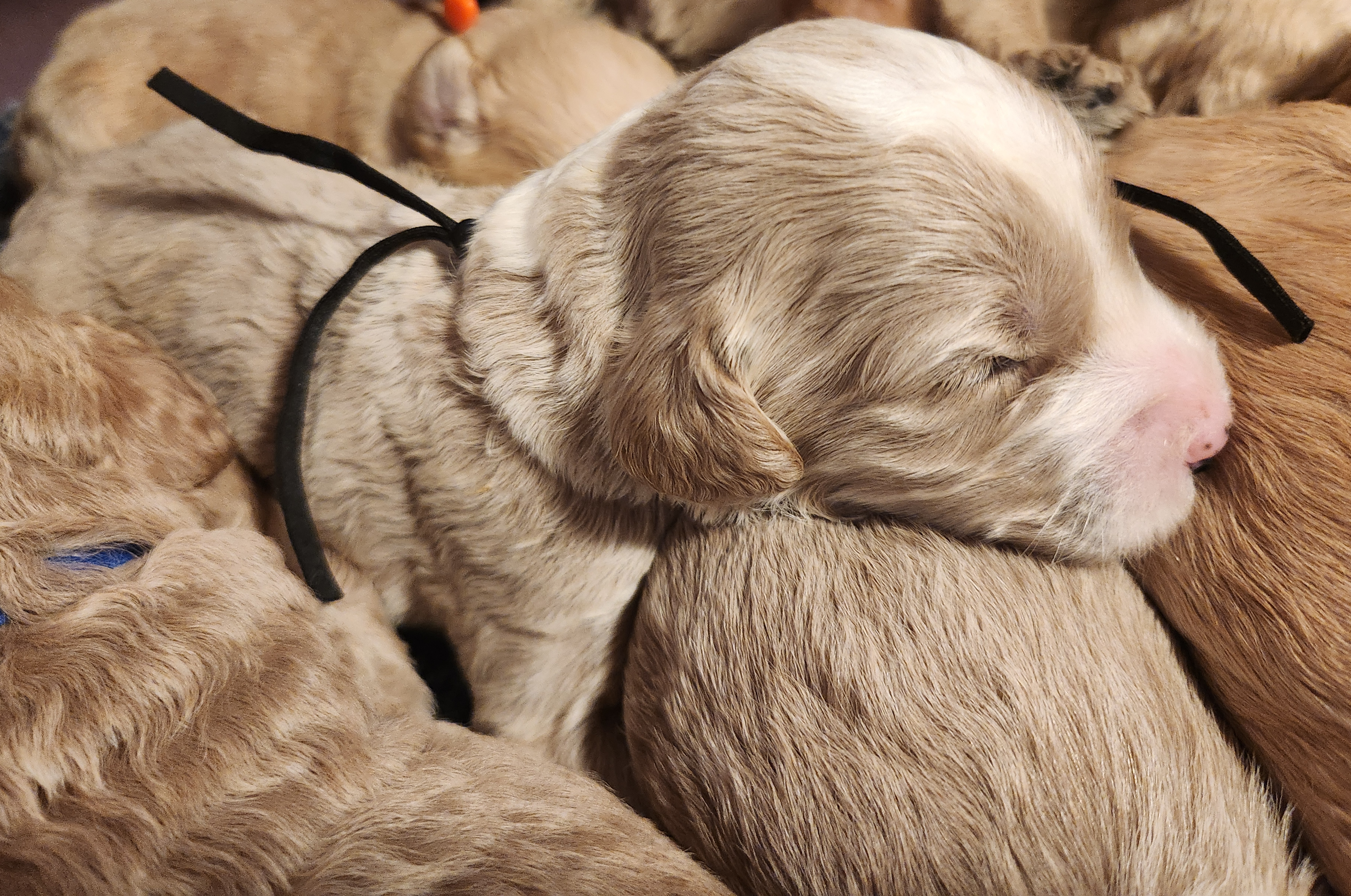 labradoodle