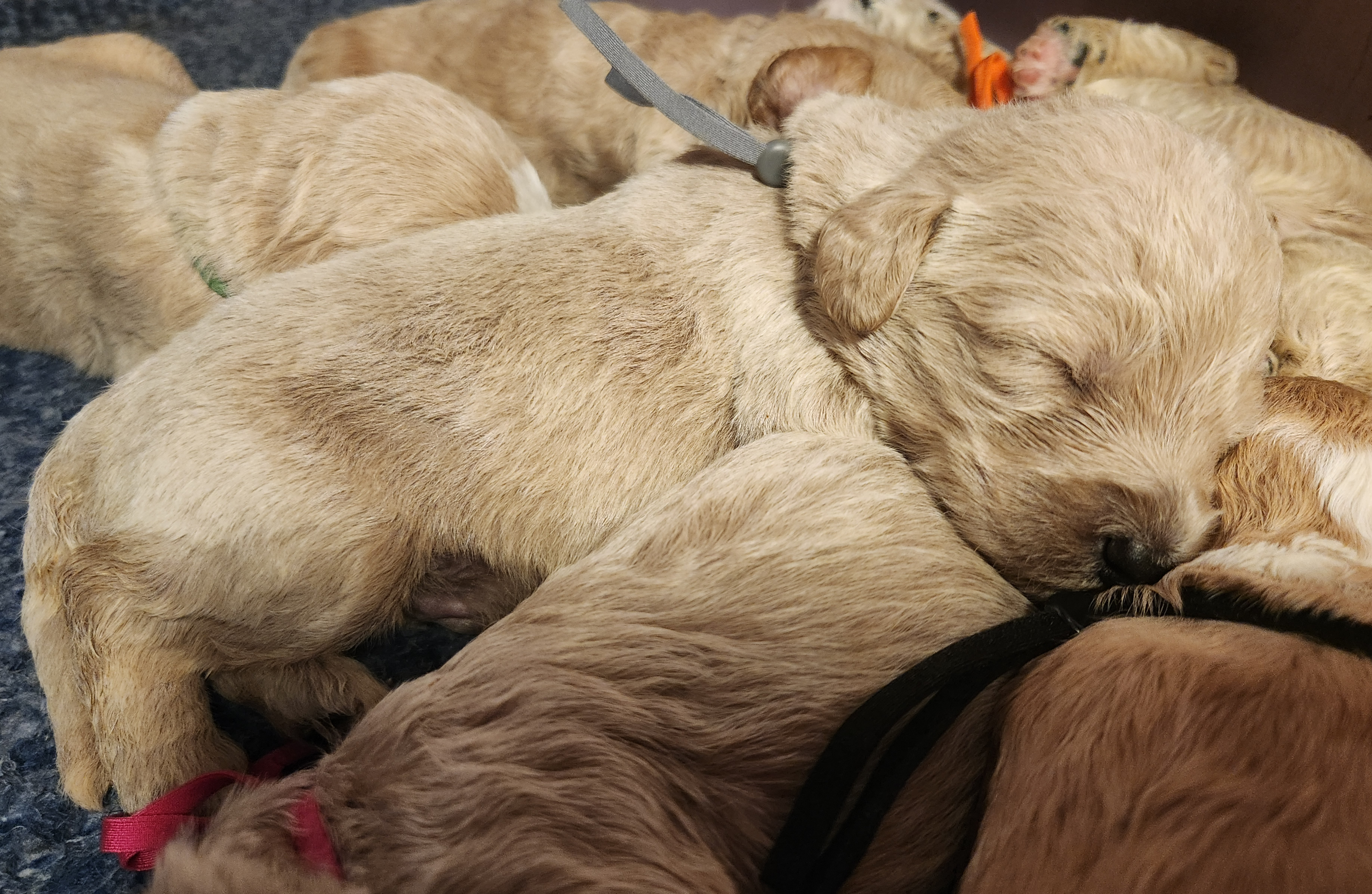 labradoodle