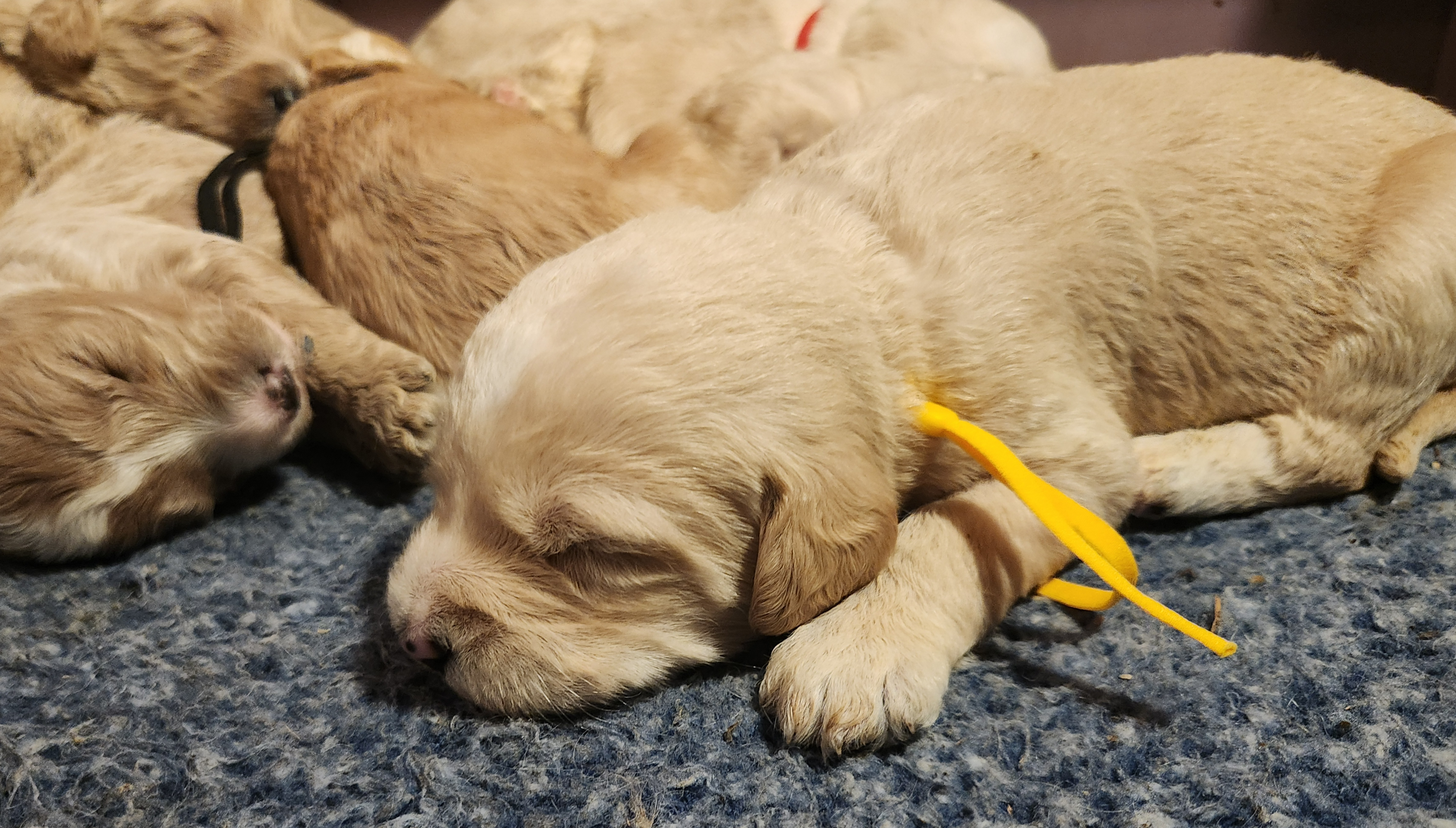 labradoodle
