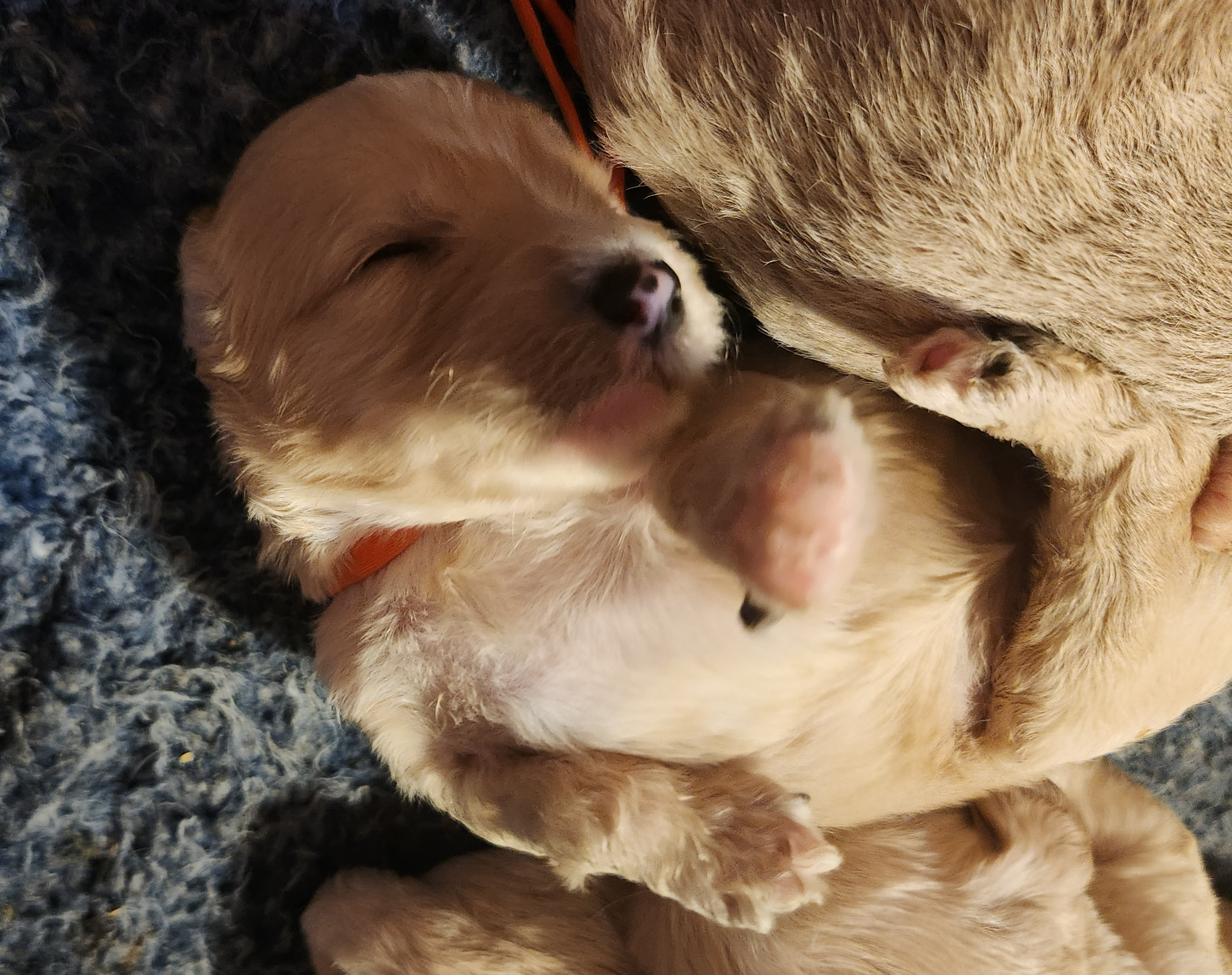 labradoodle