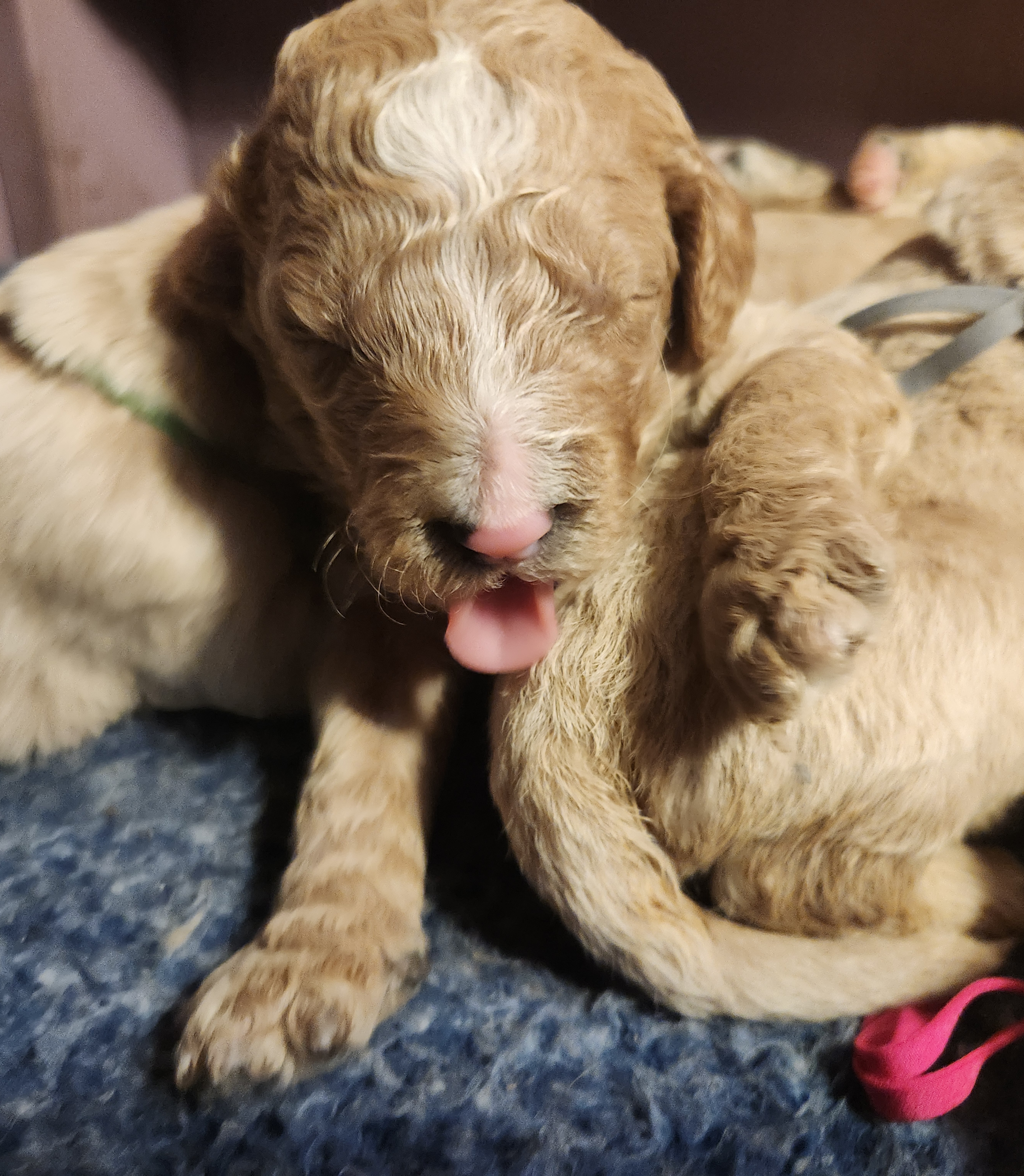 labradoodle