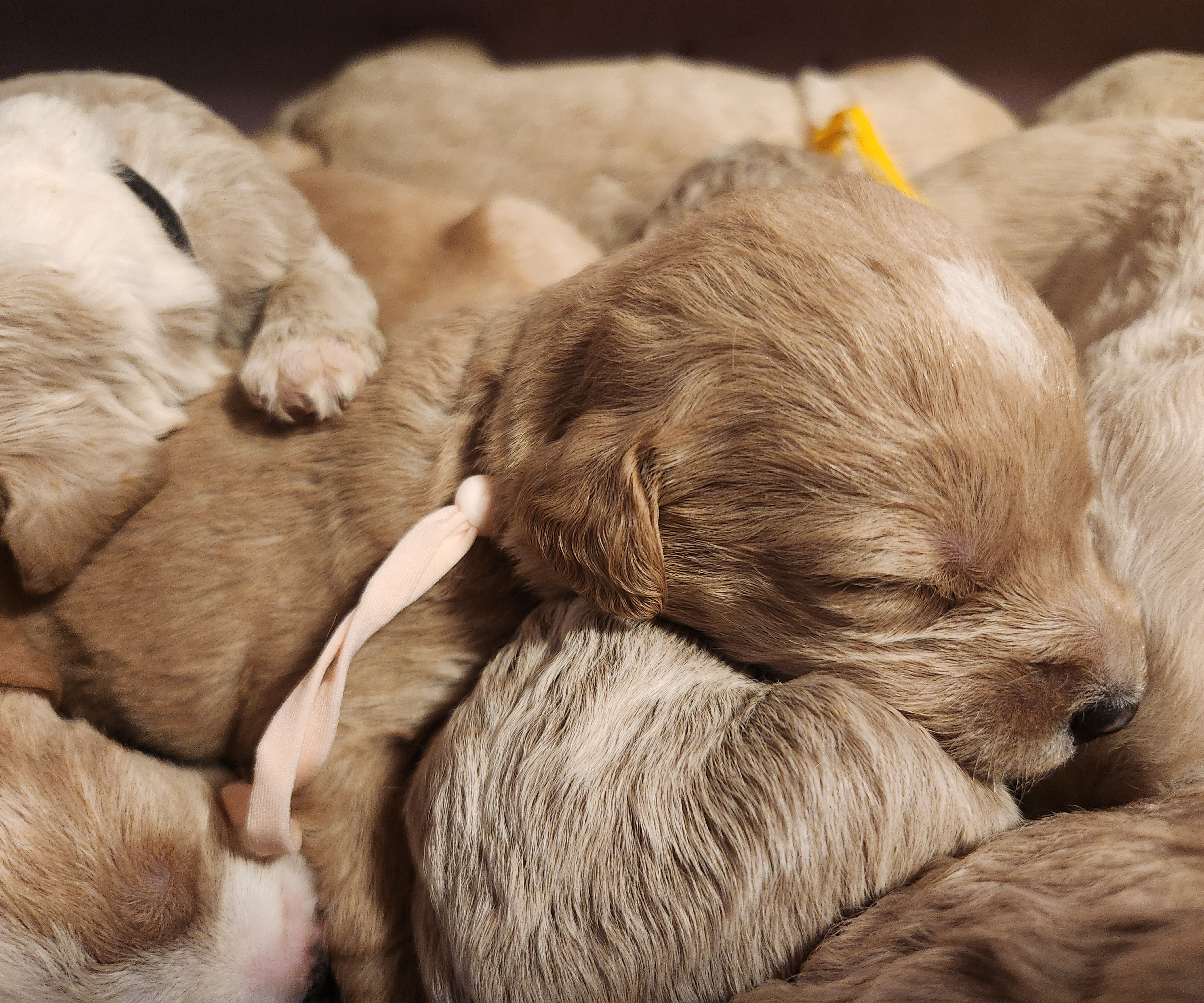 labradoodle