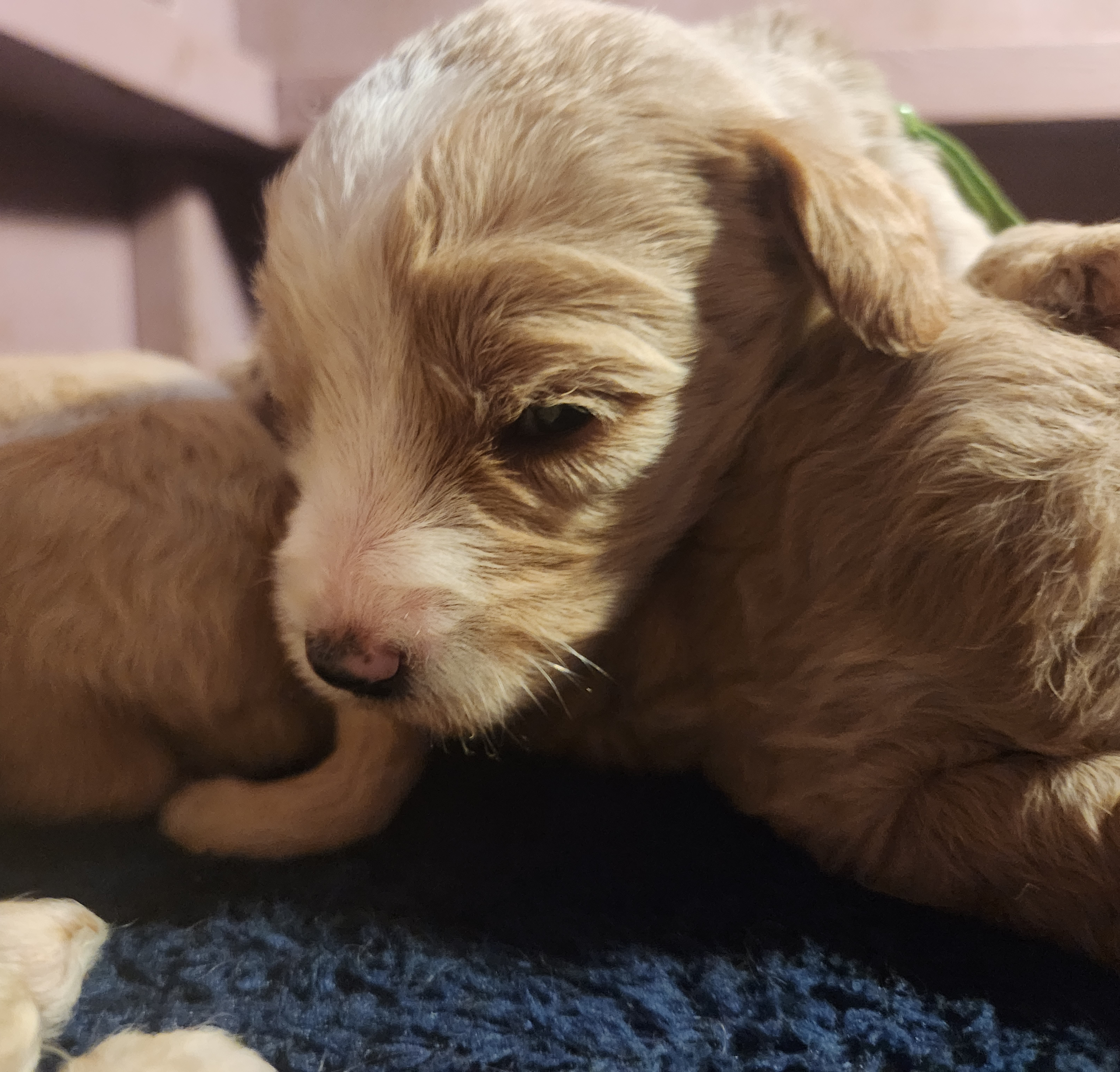 labradoodle
