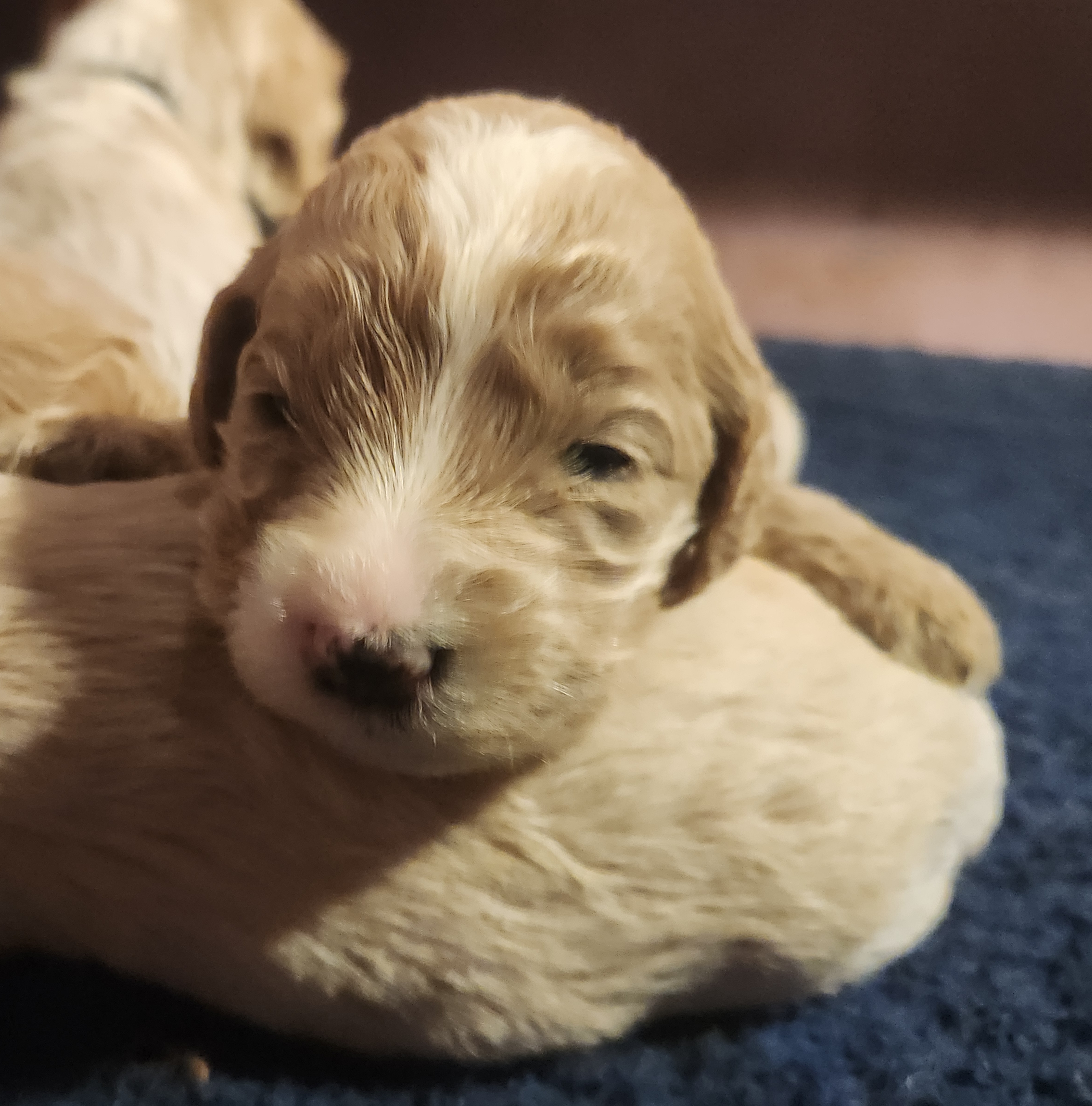 labradoodle