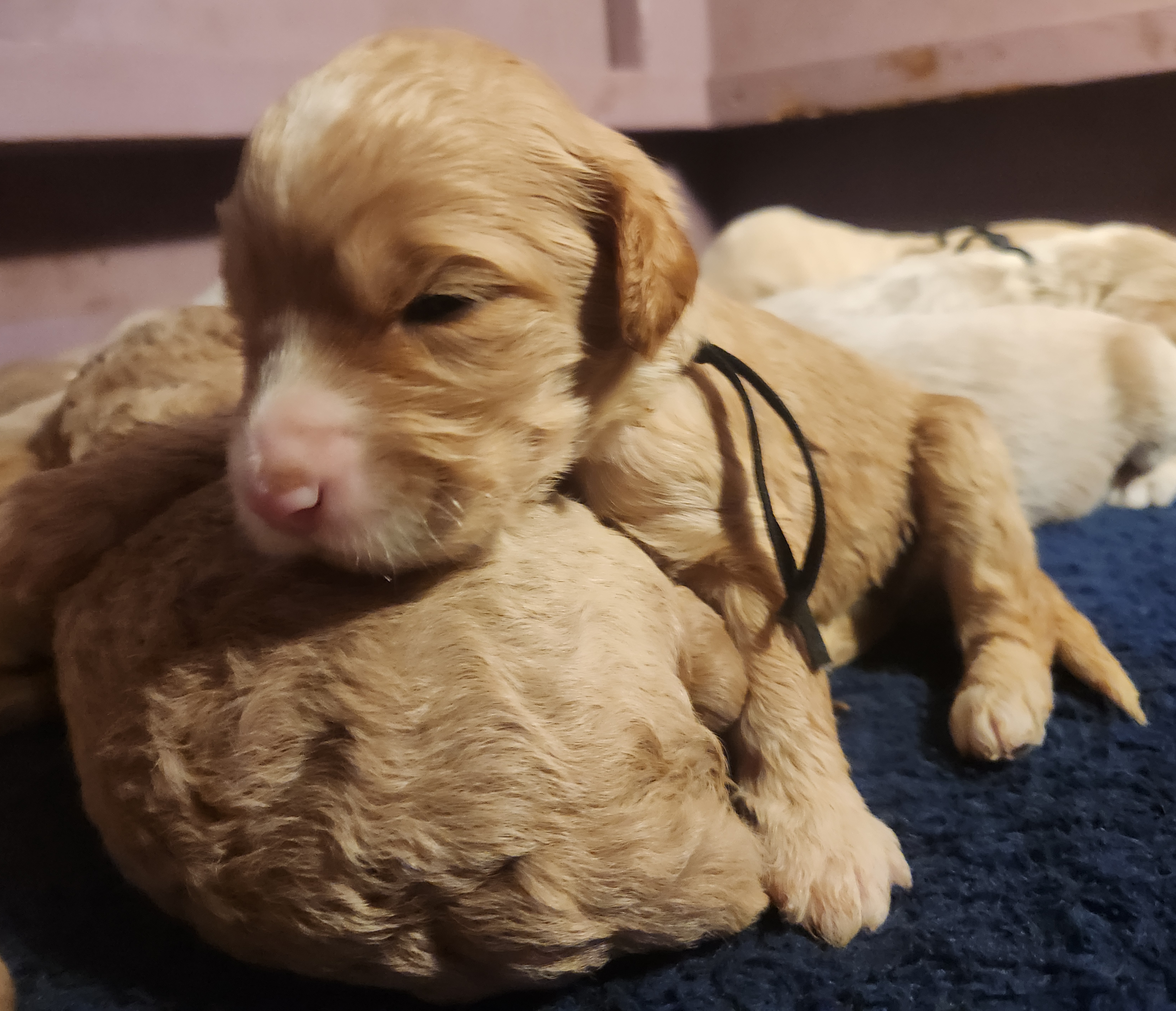 labradoodle