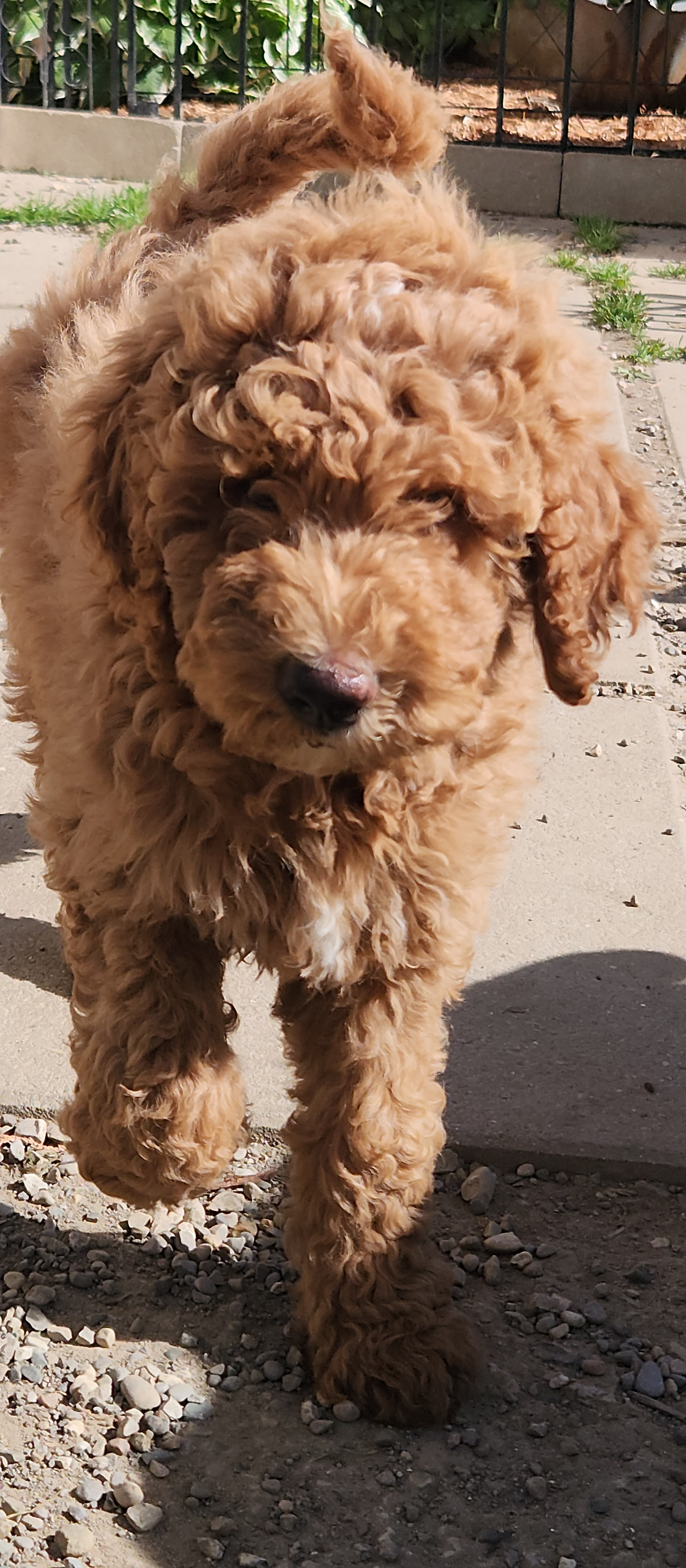 labradoodle