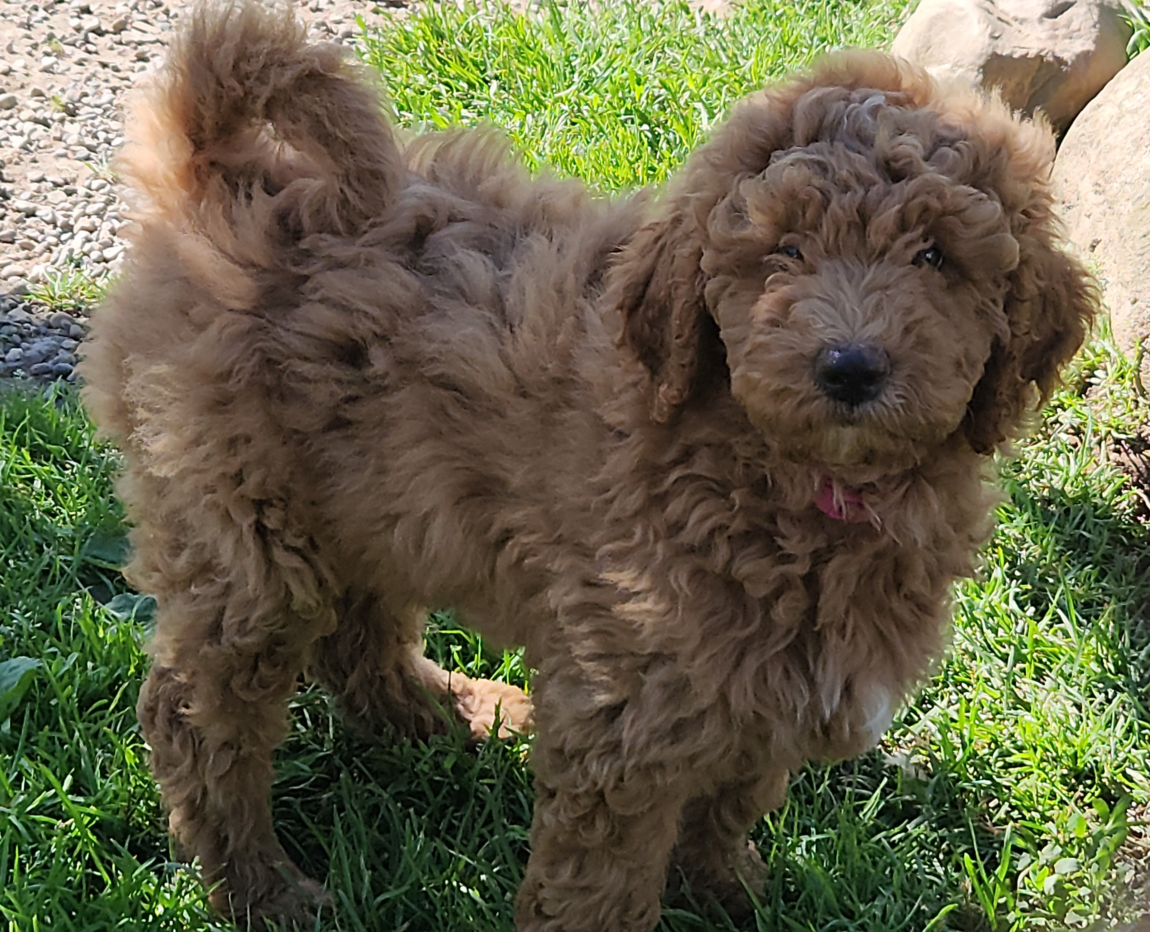 labradoodle