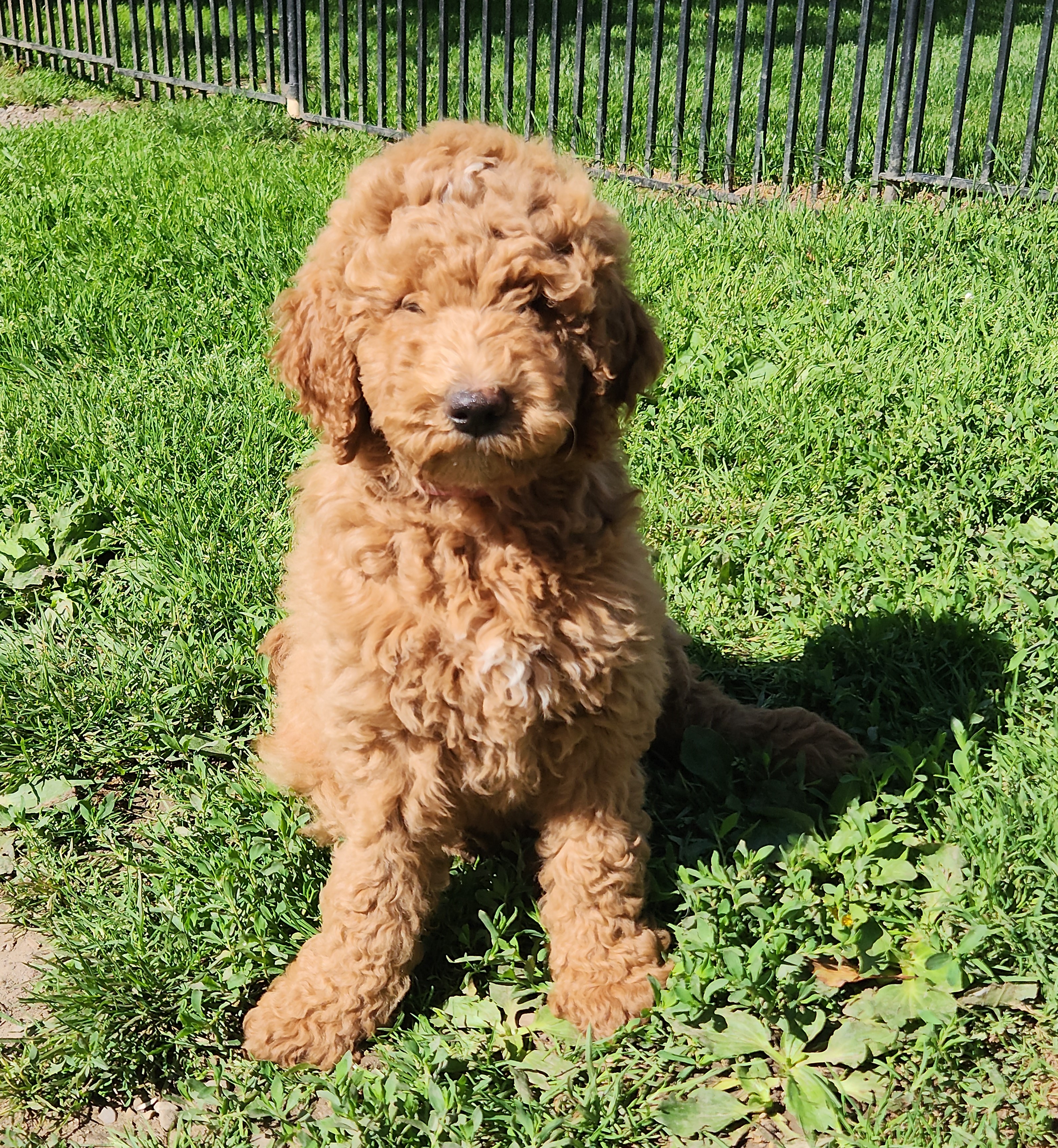 labradoodle