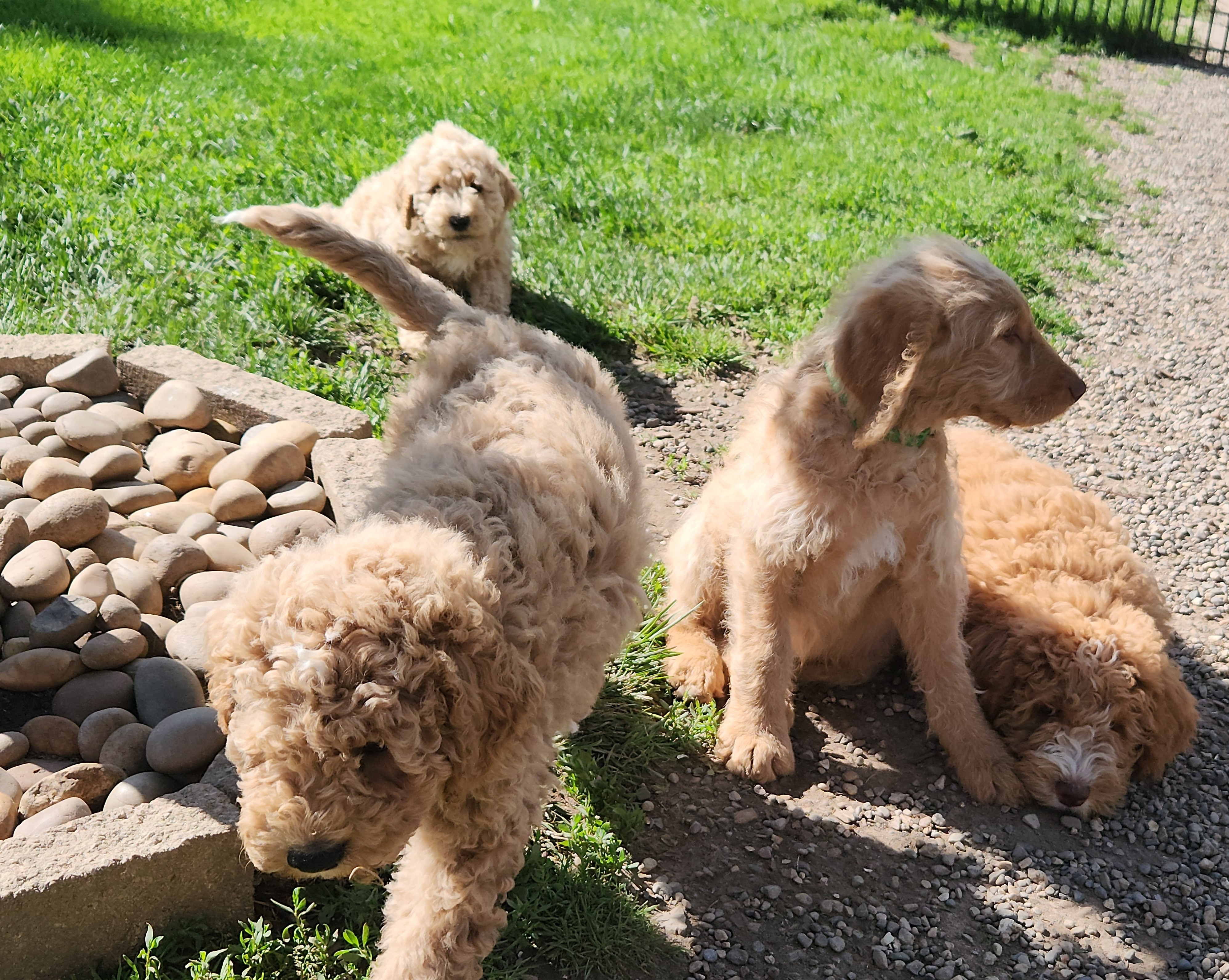 labradoodle