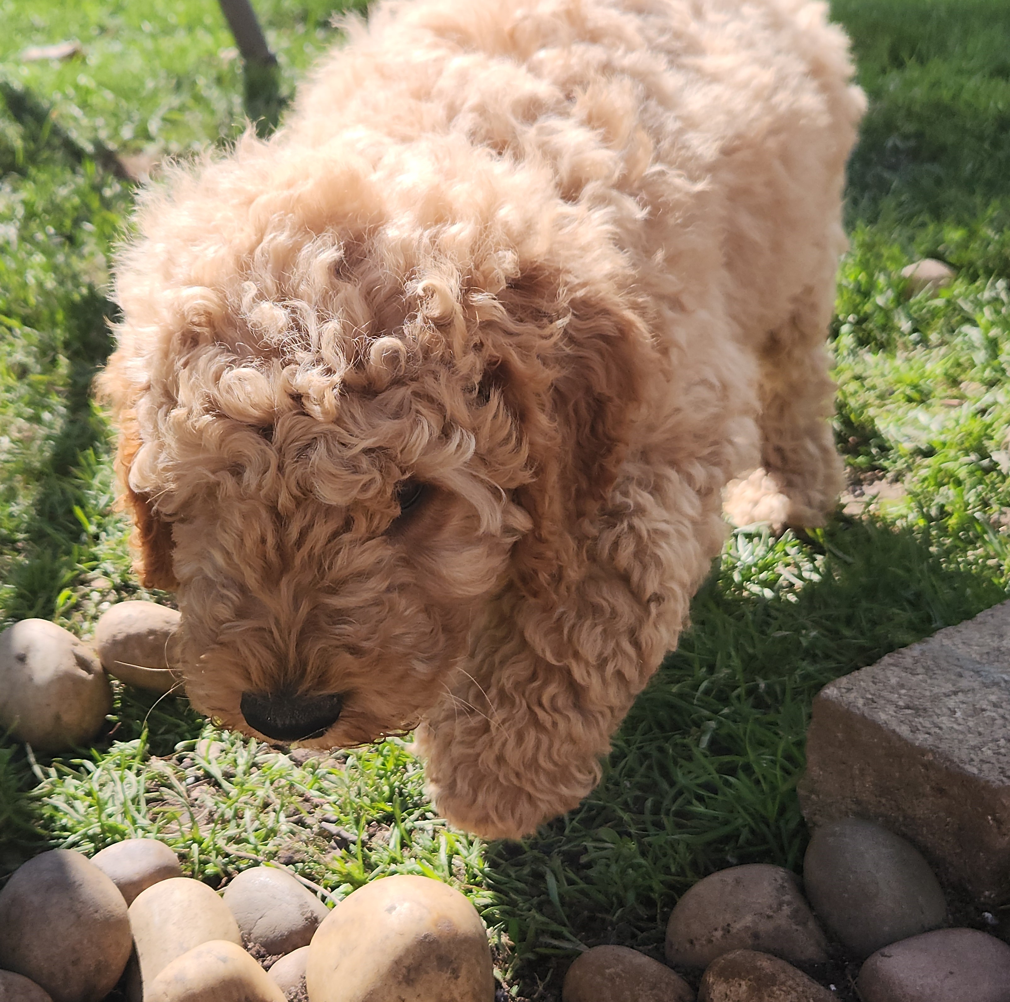 labradoodle