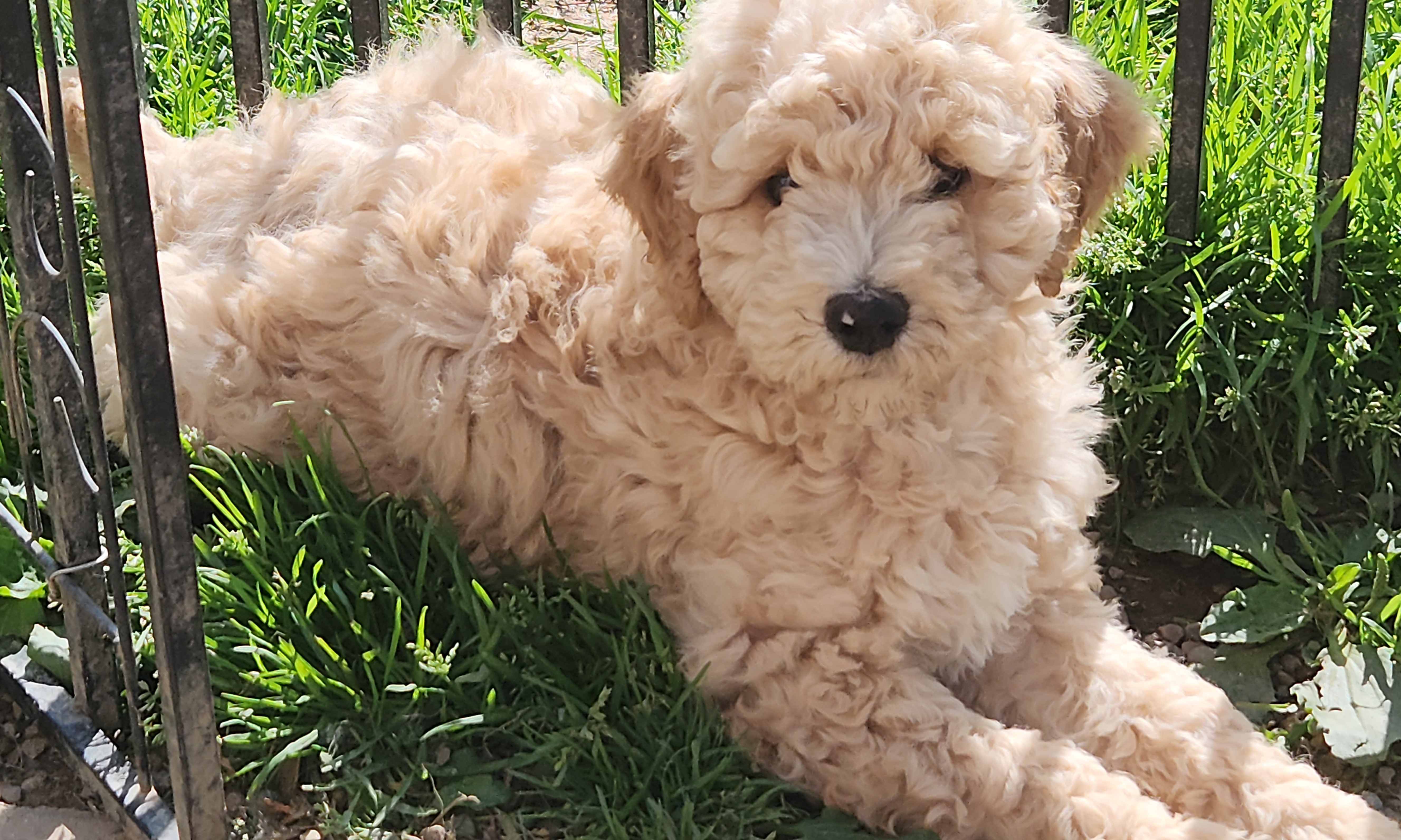 labradoodle