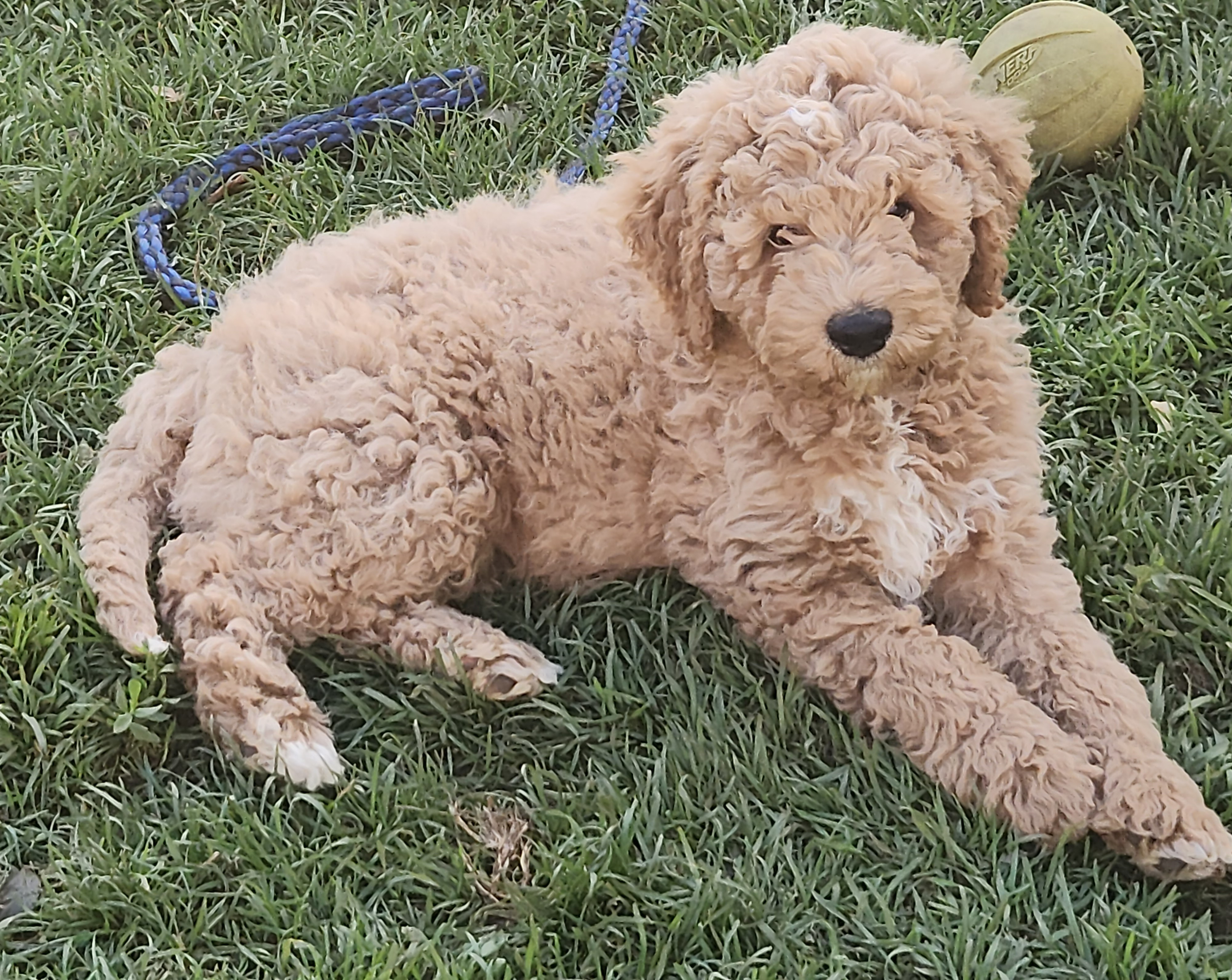 labradoodle