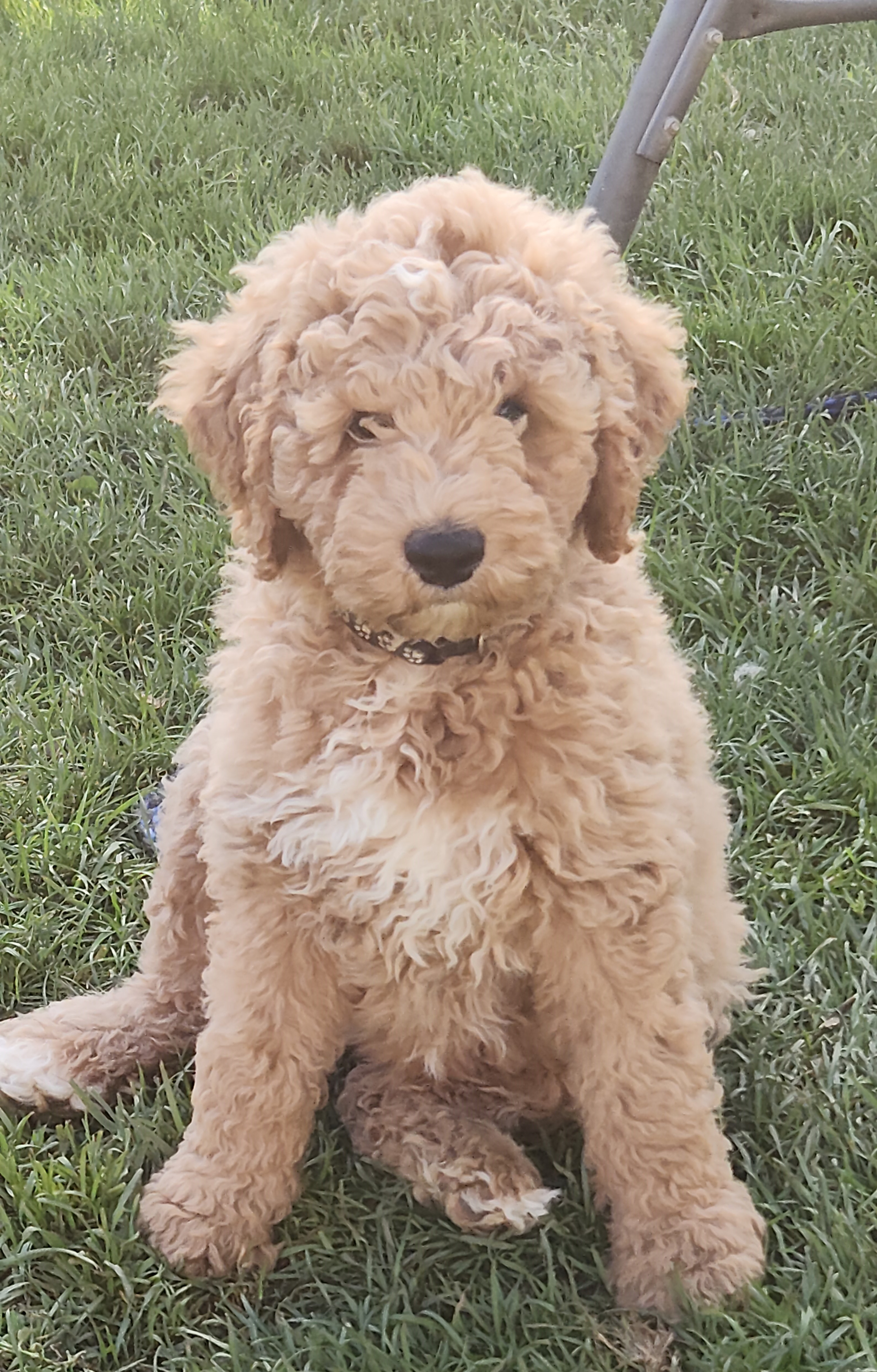 labradoodle