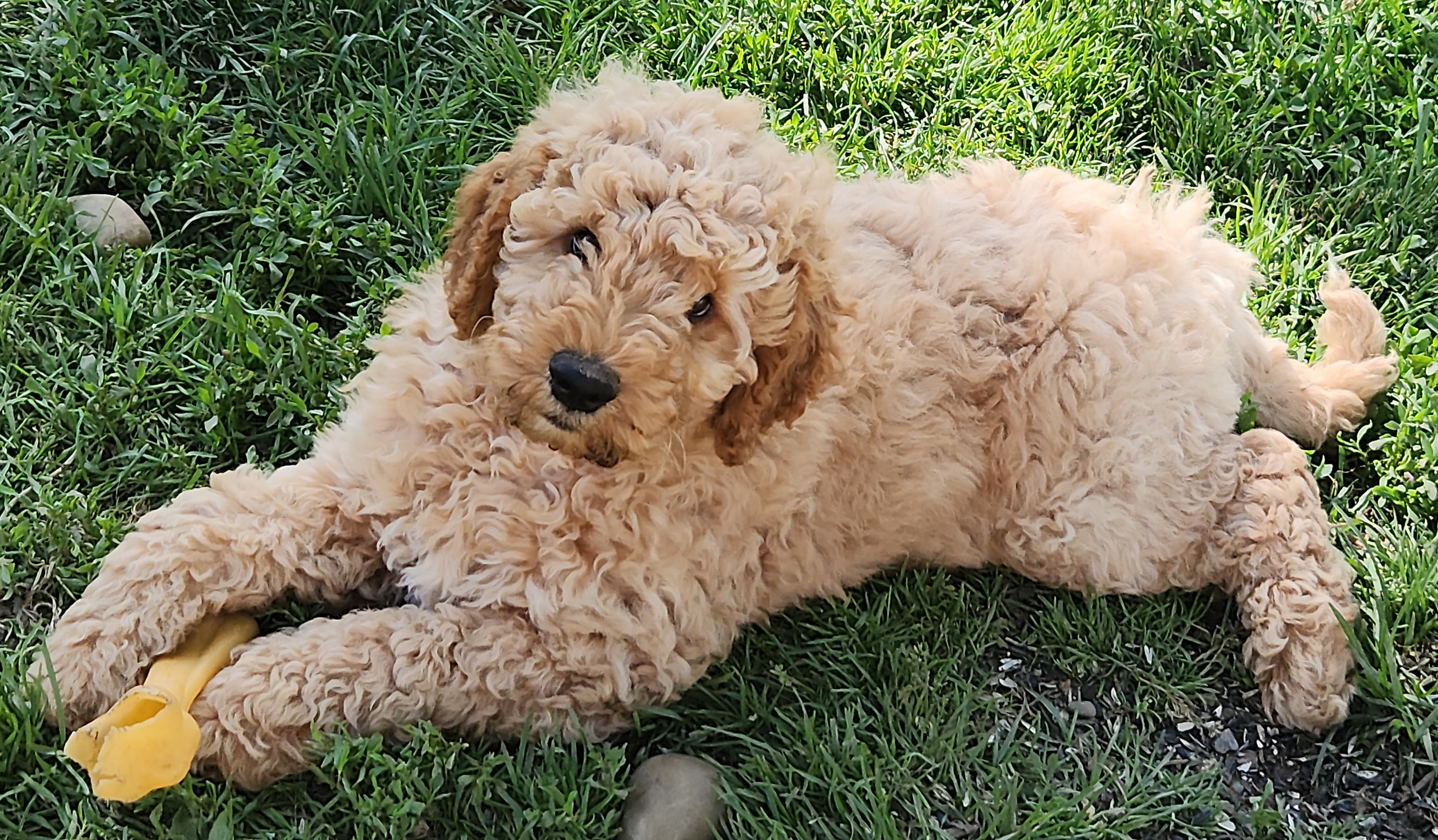 labradoodle