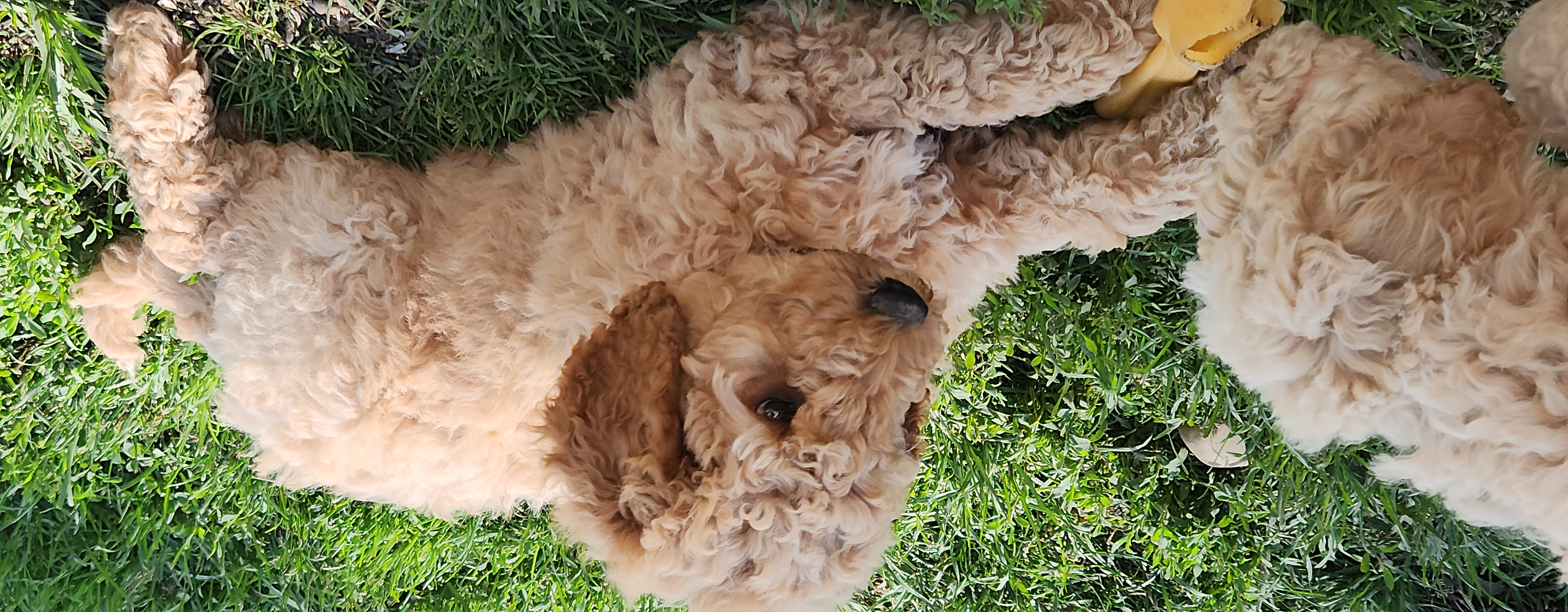 labradoodle