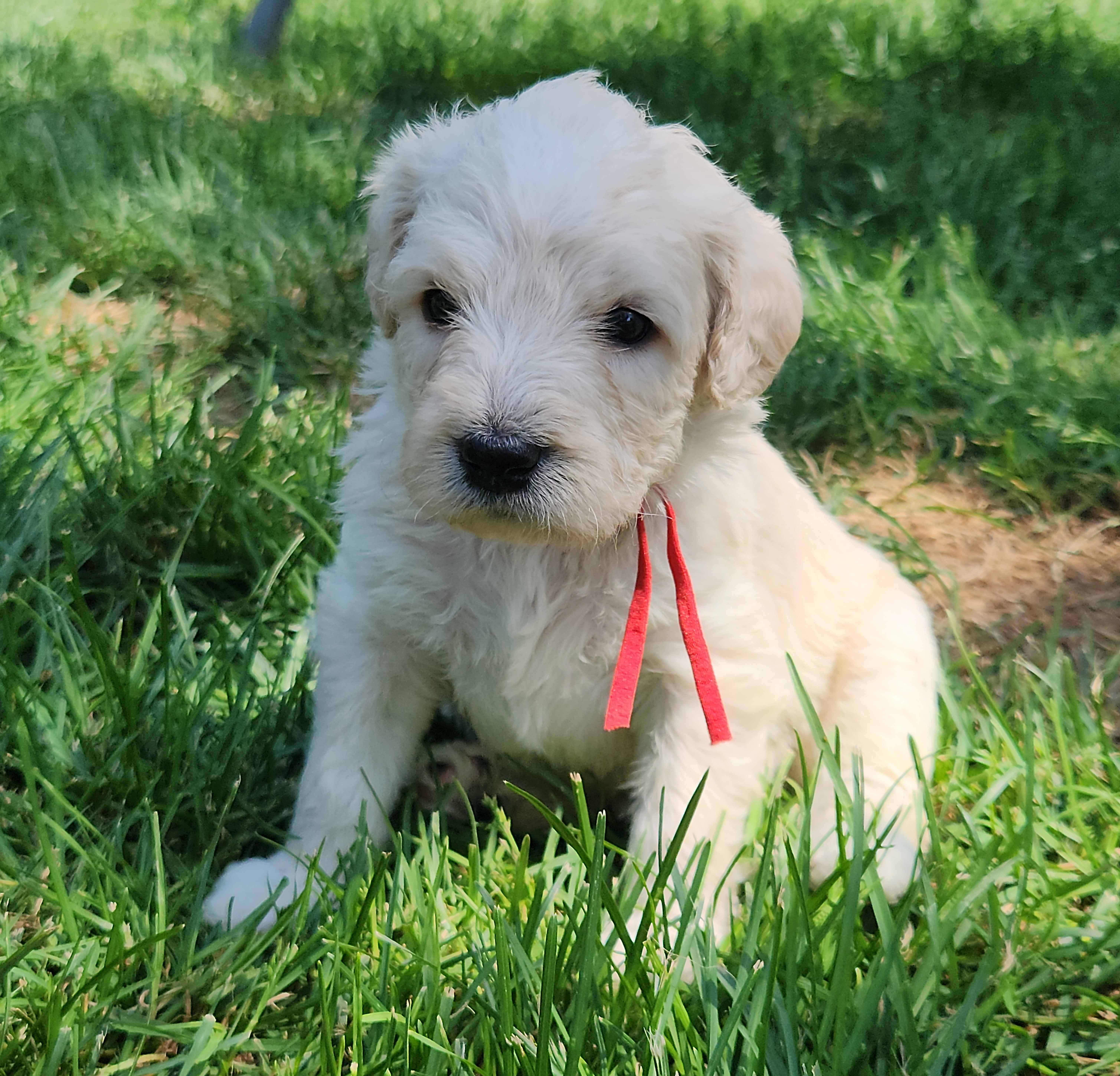 labradoodle