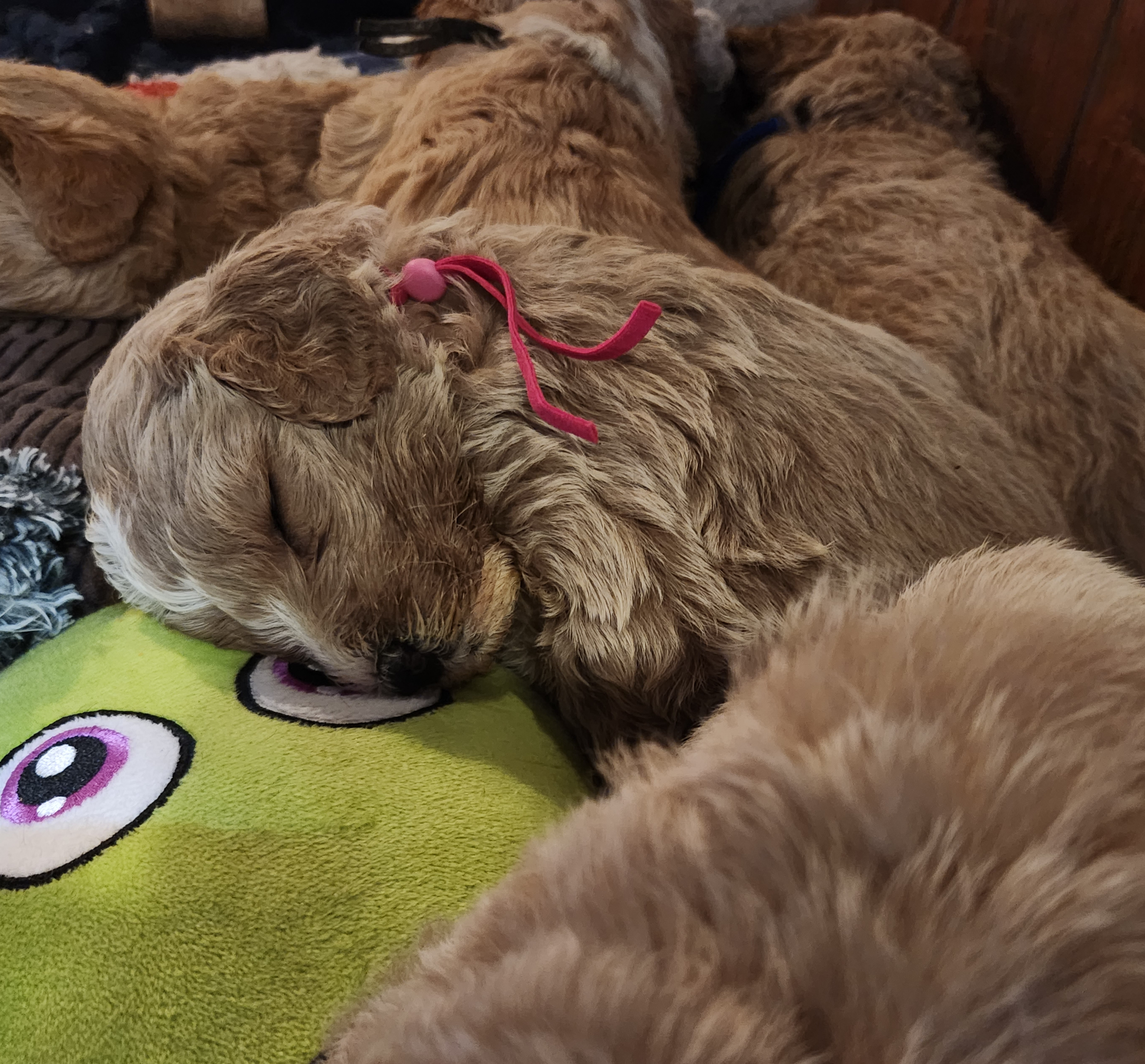 labradoodle