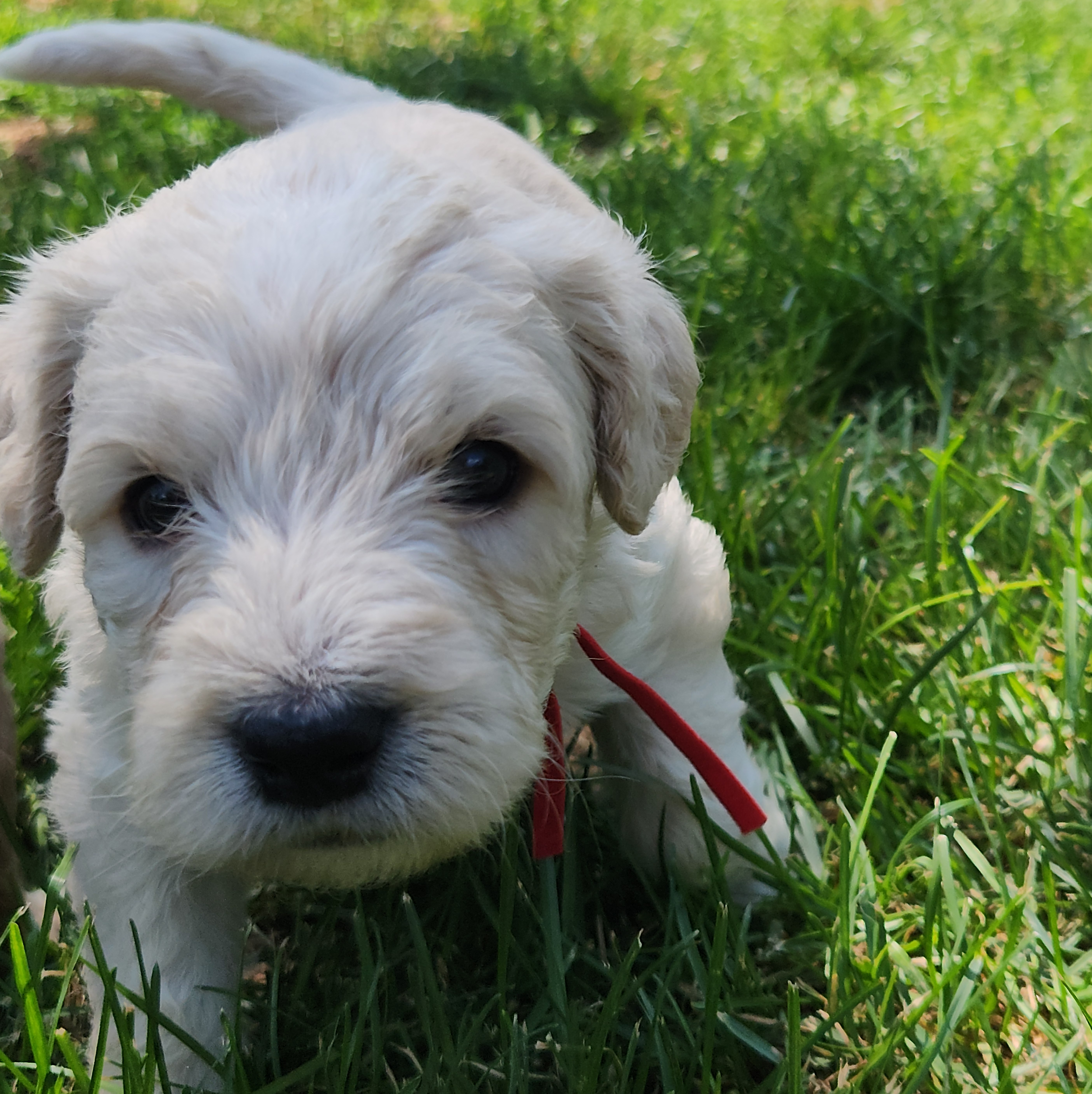 labradoodle