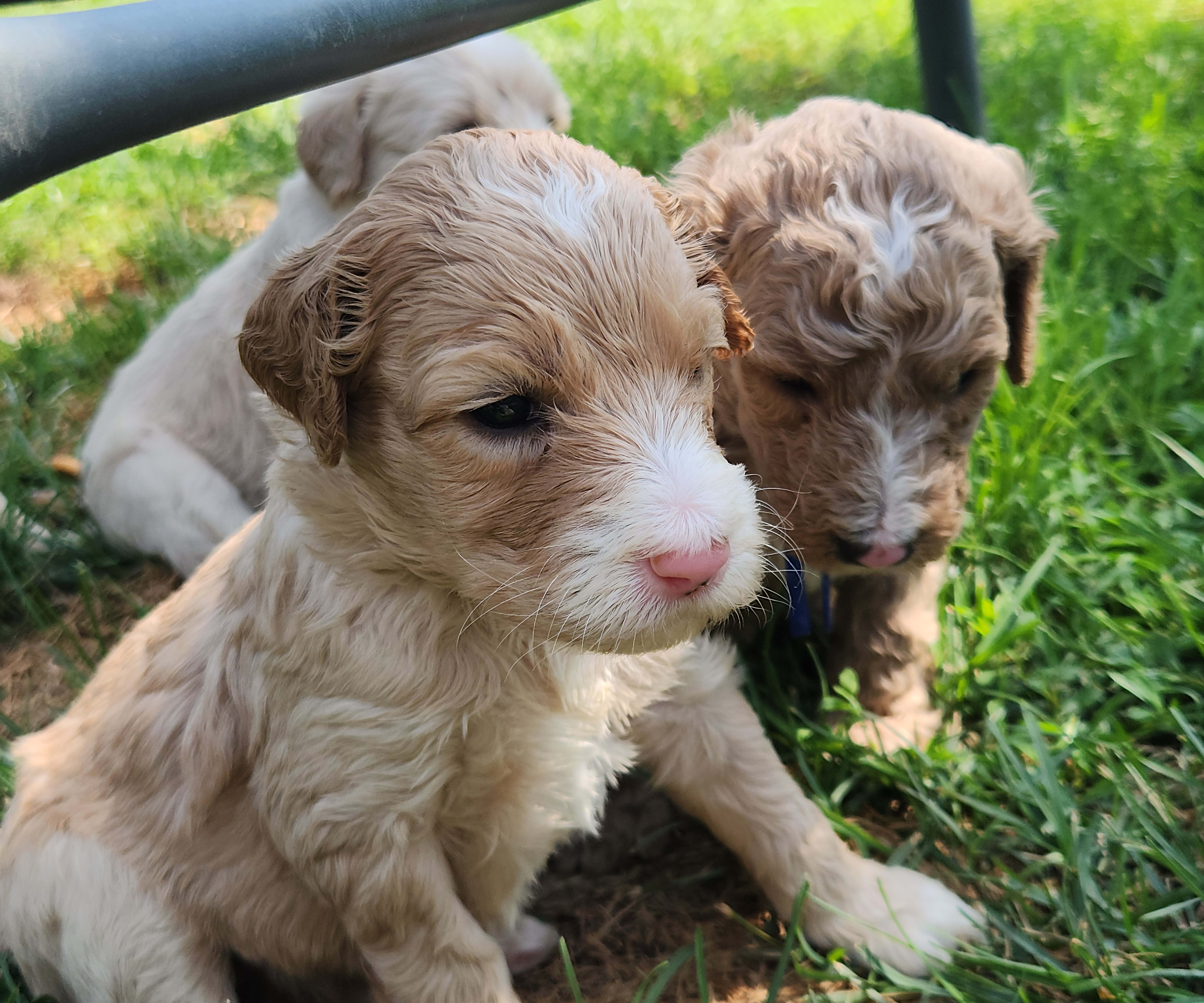 labradoodle
