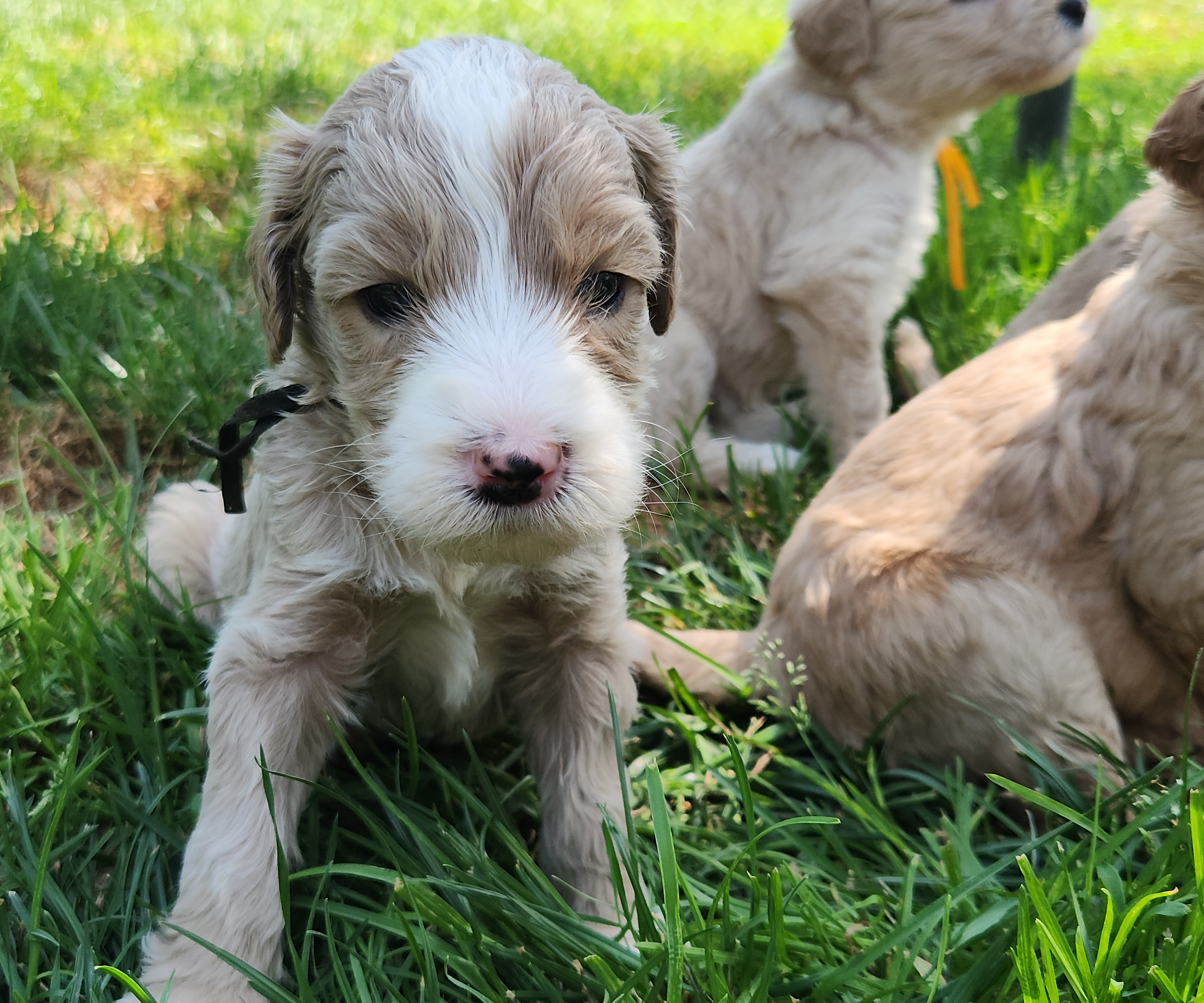 labradoodle