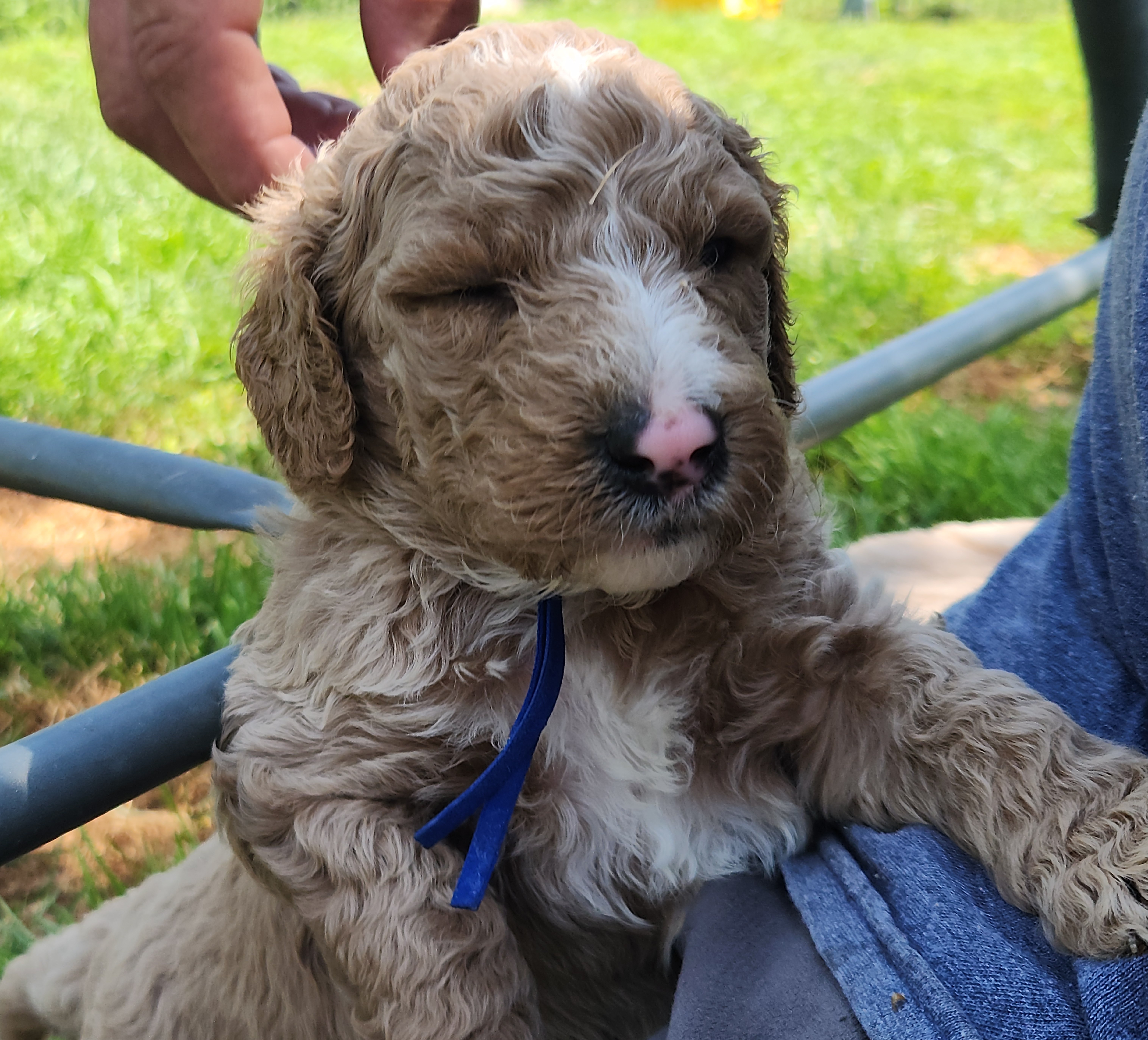 labradoodle