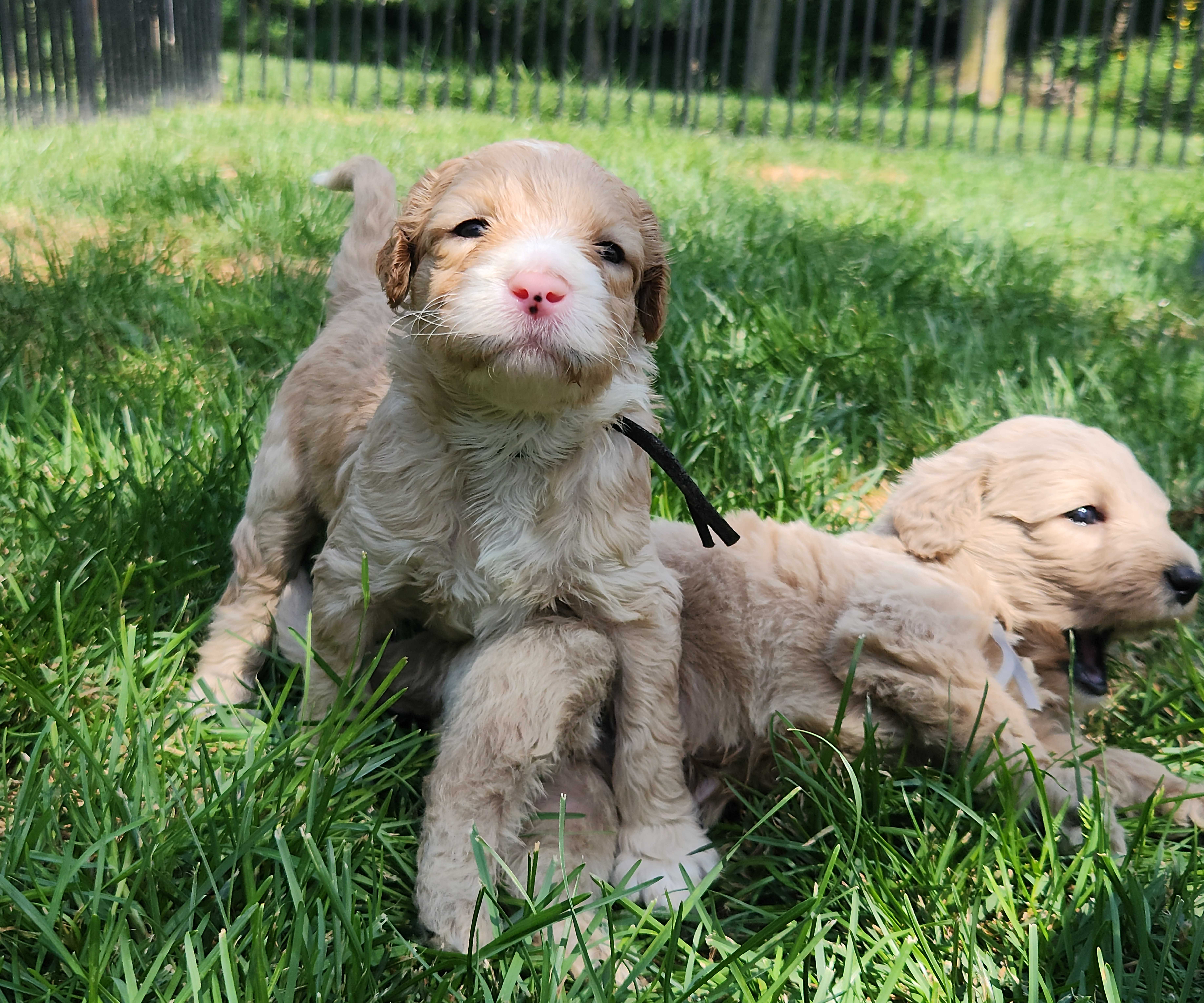 labradoodle