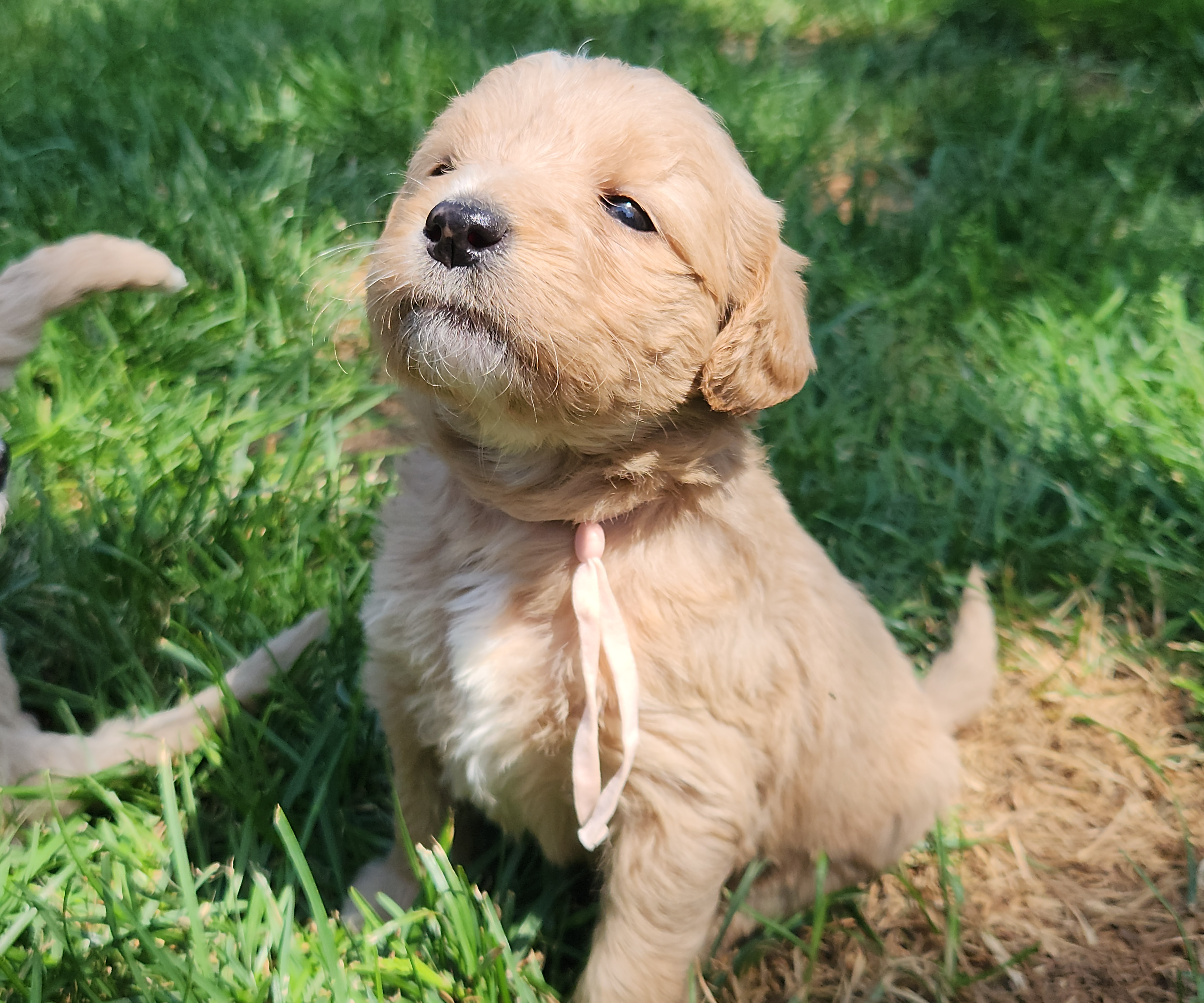 labradoodle