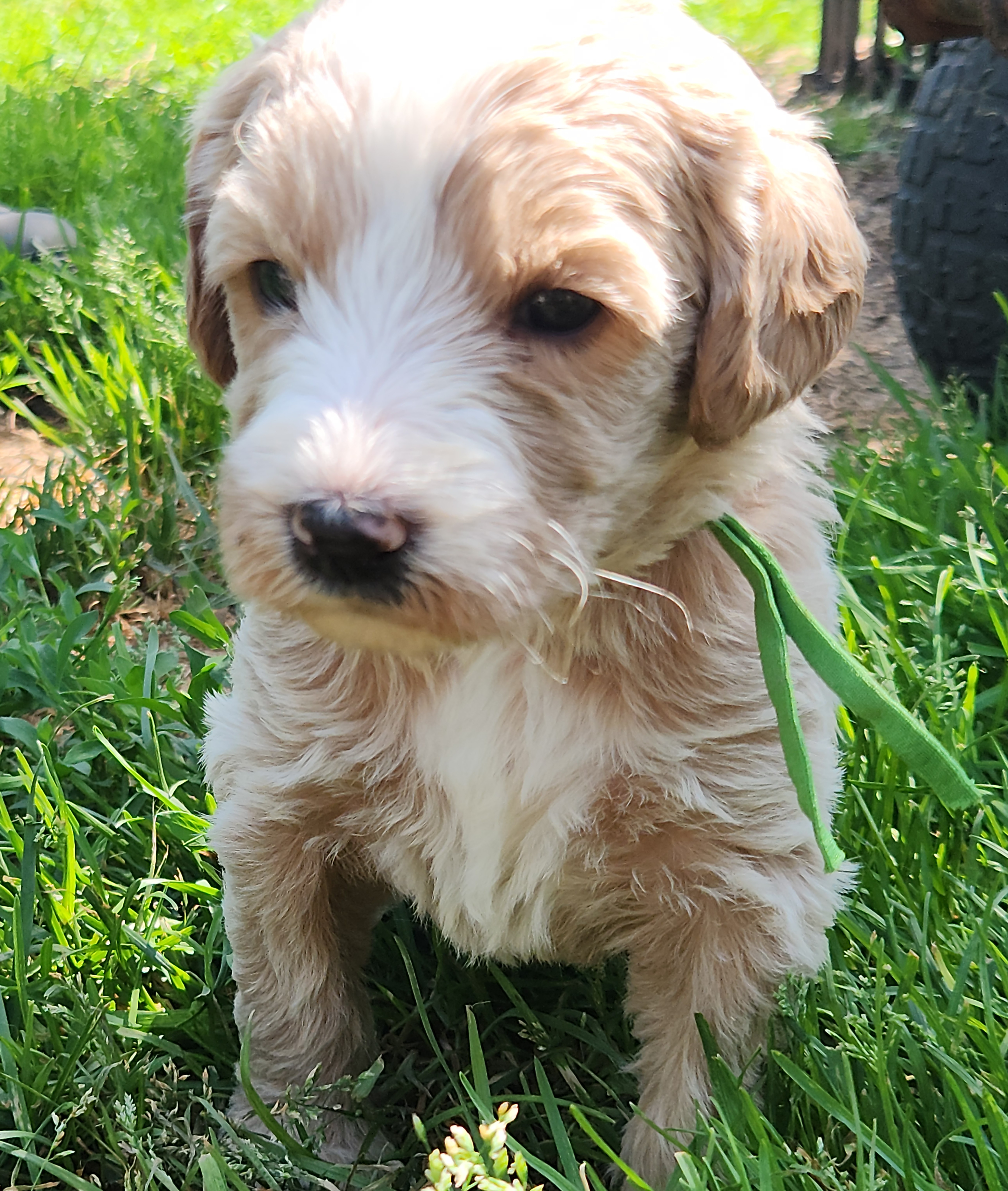 labradoodle