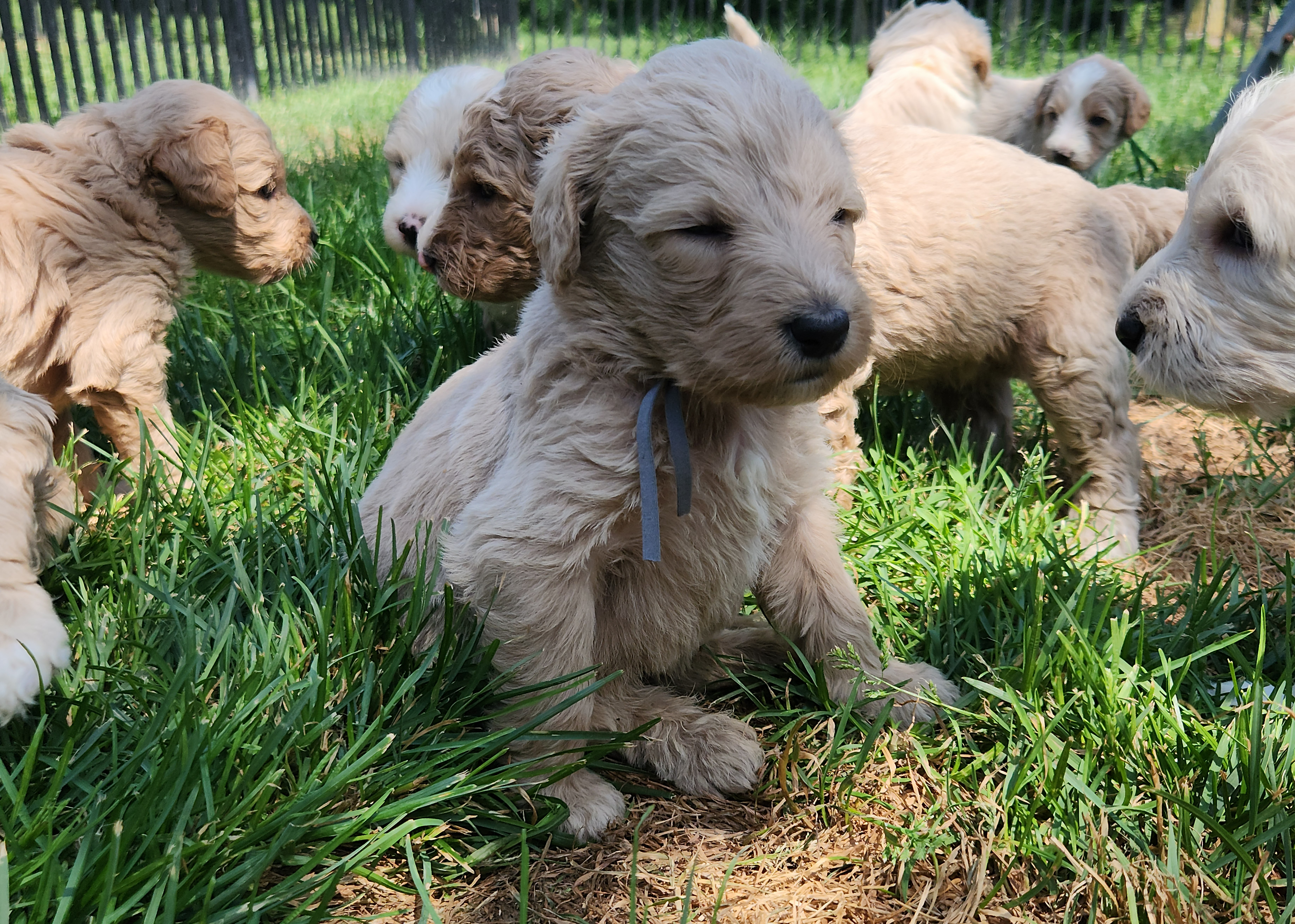labradoodle