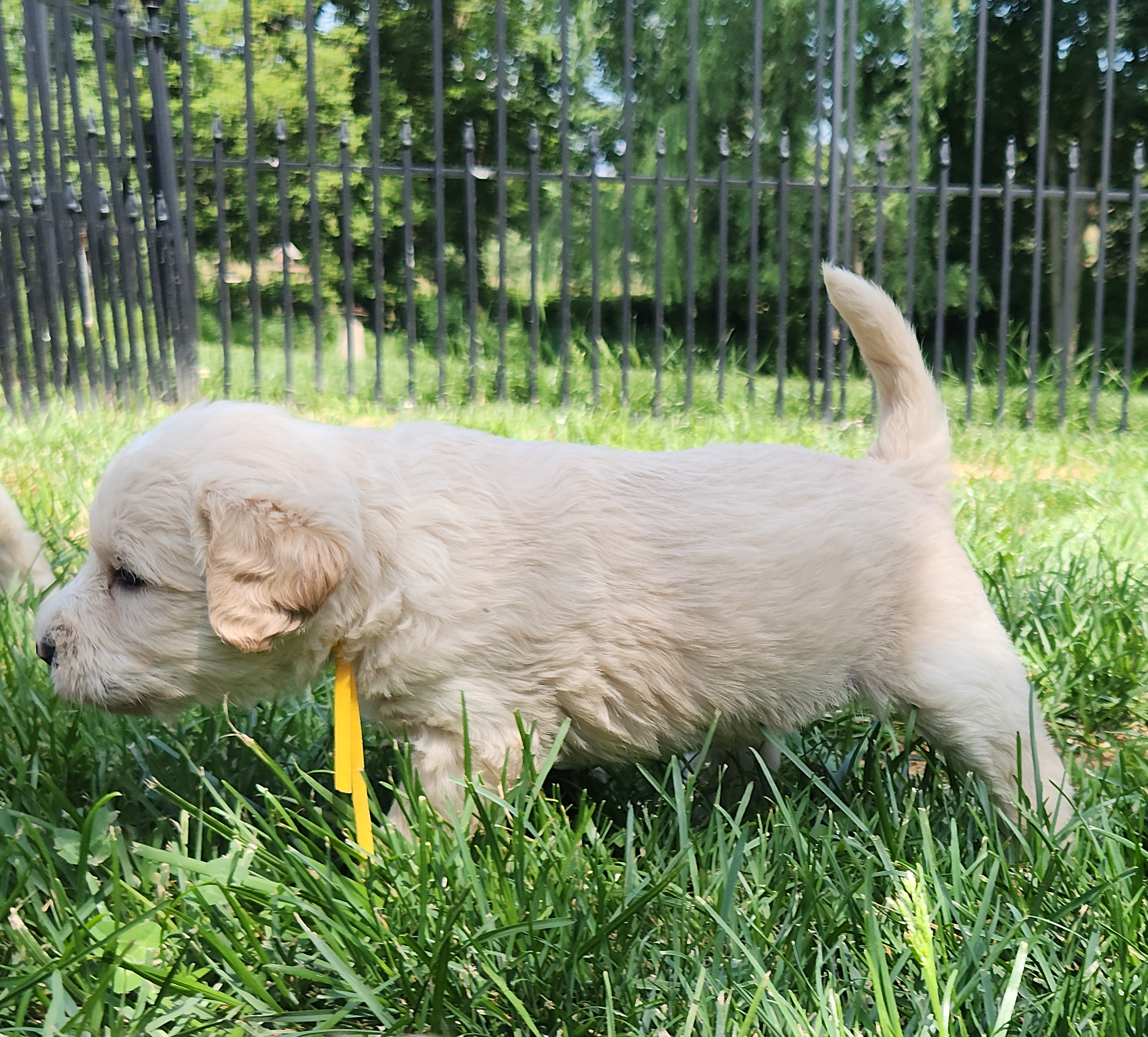 labradoodle
