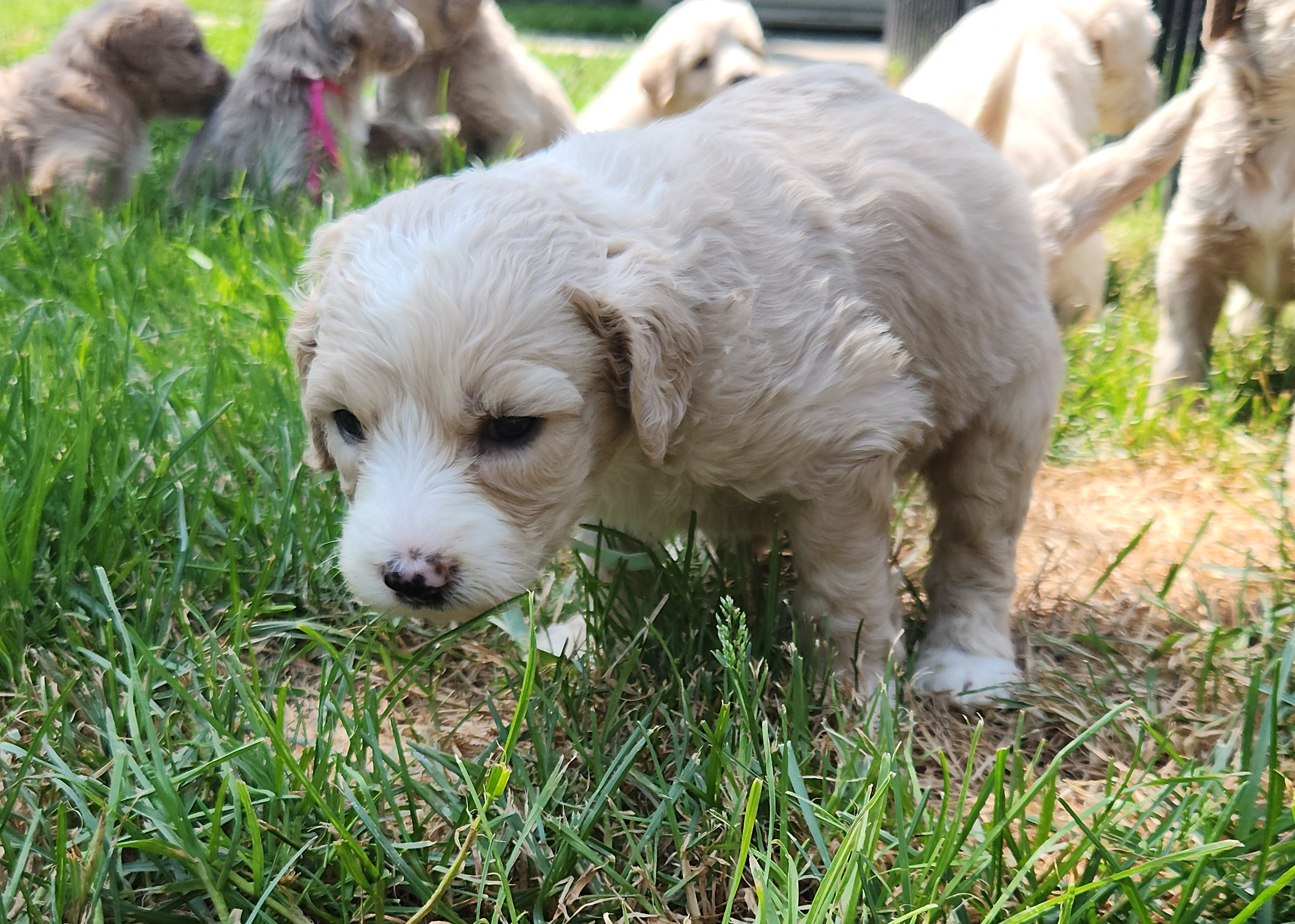 labradoodle