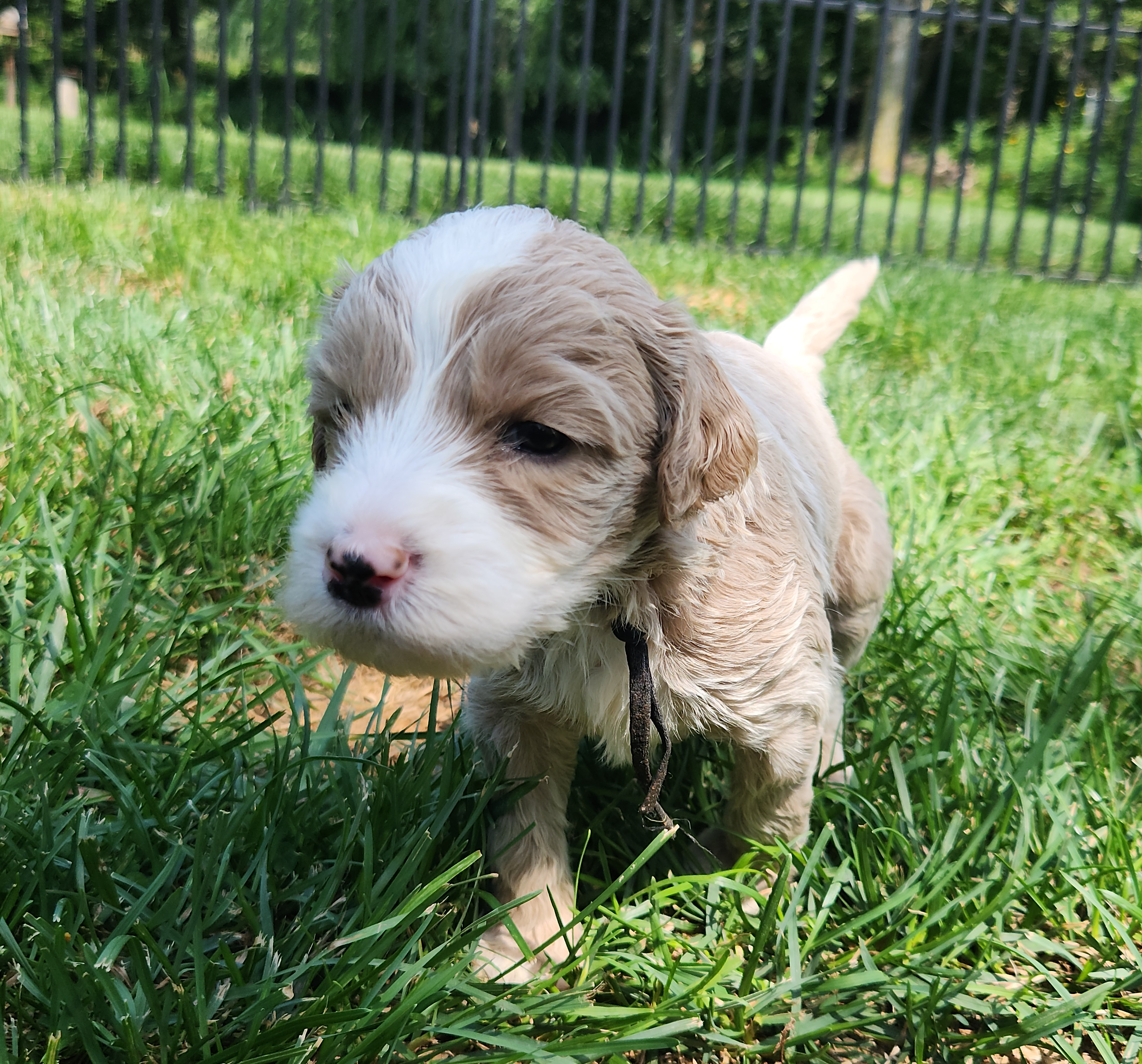 labradoodle