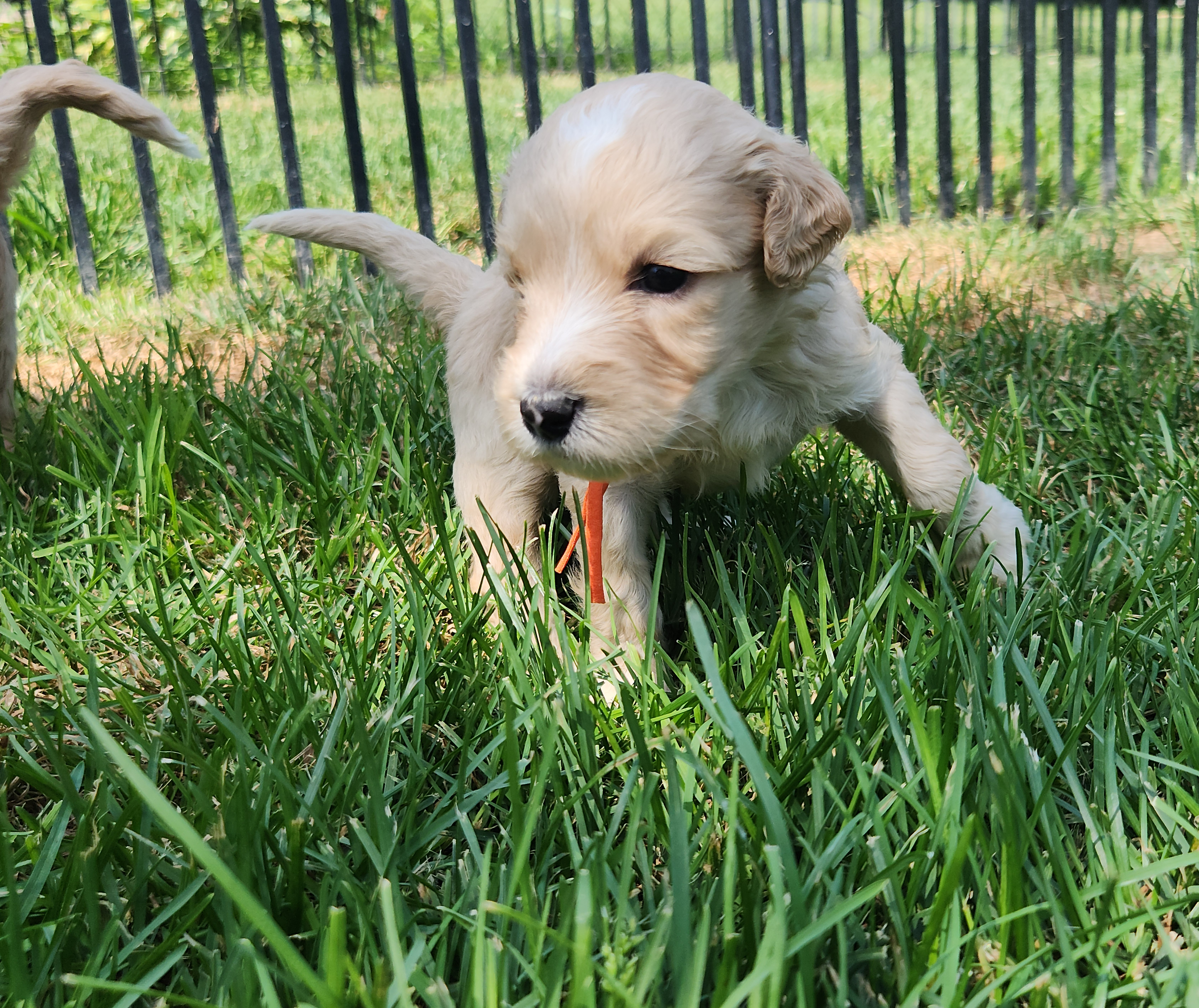 labradoodle