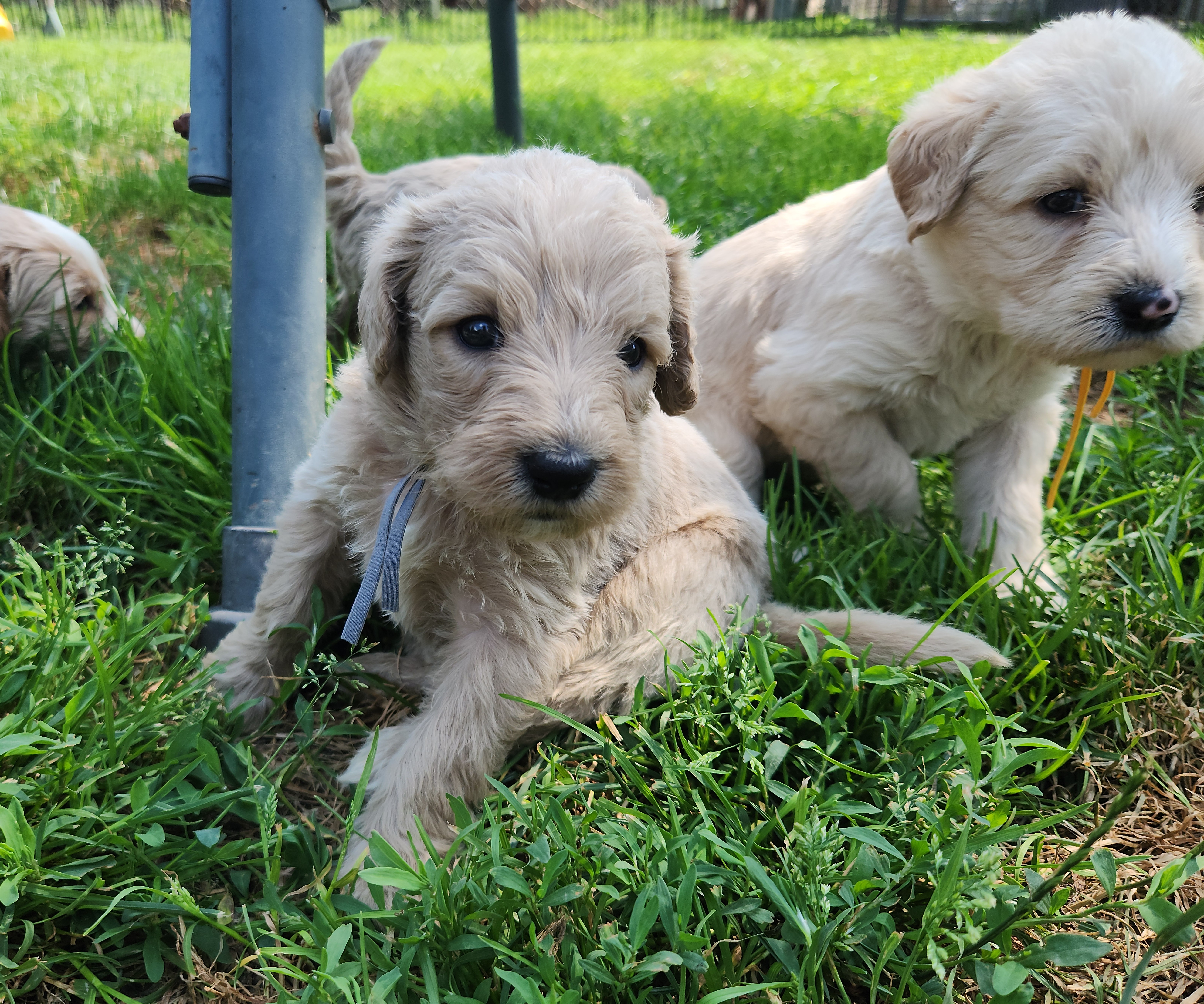 labradoodle