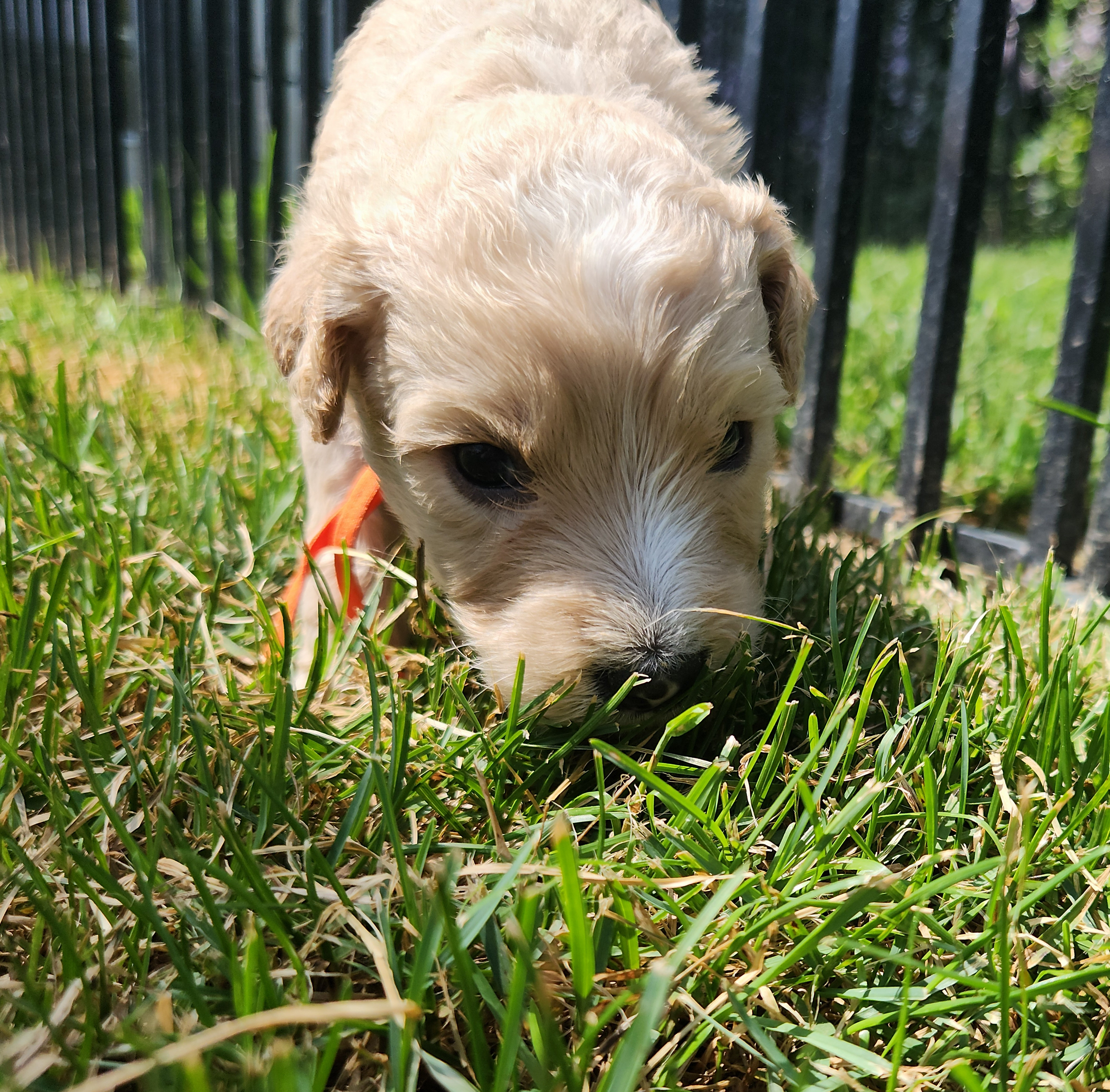 labradoodle