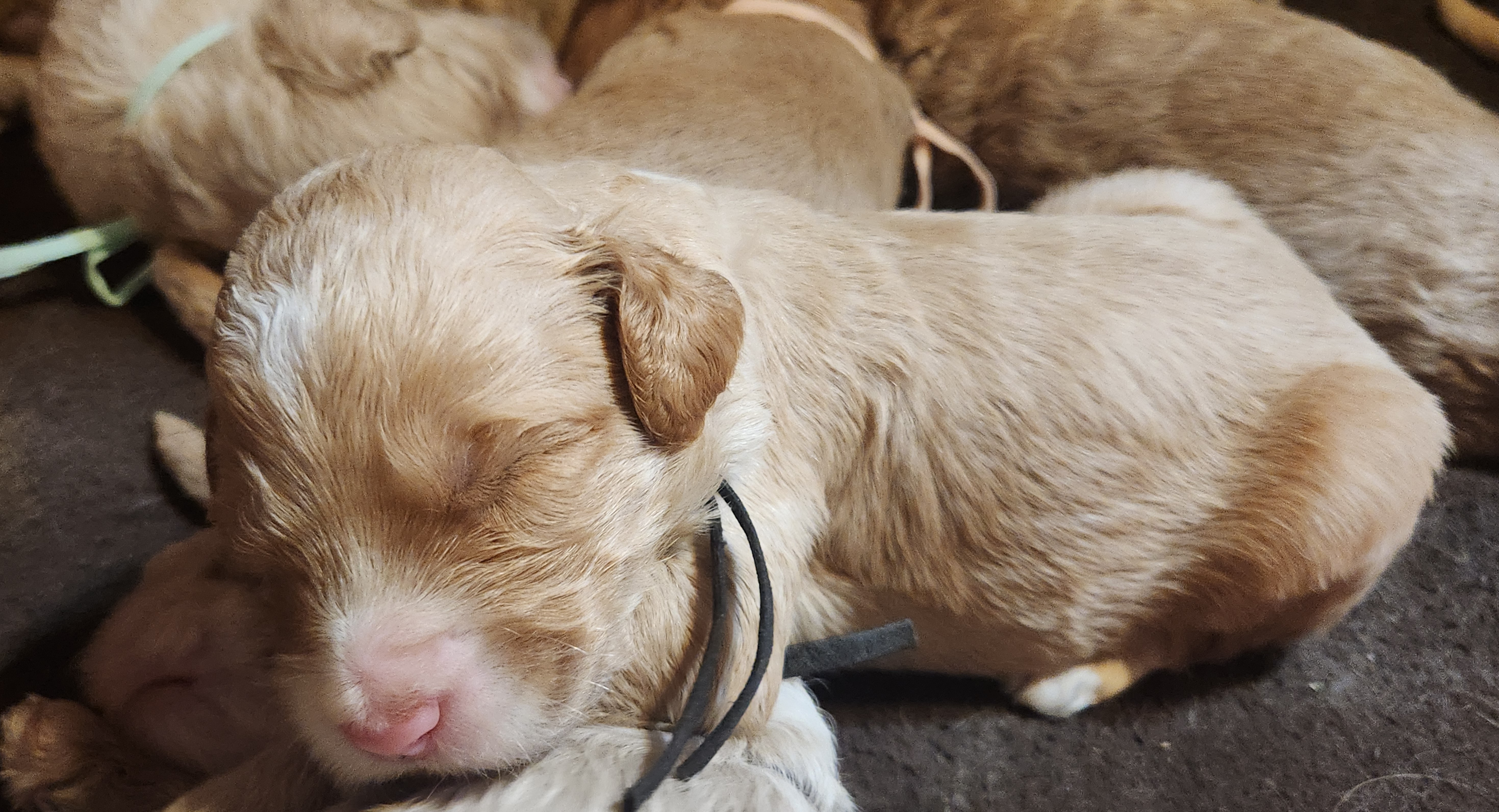 labradoodle