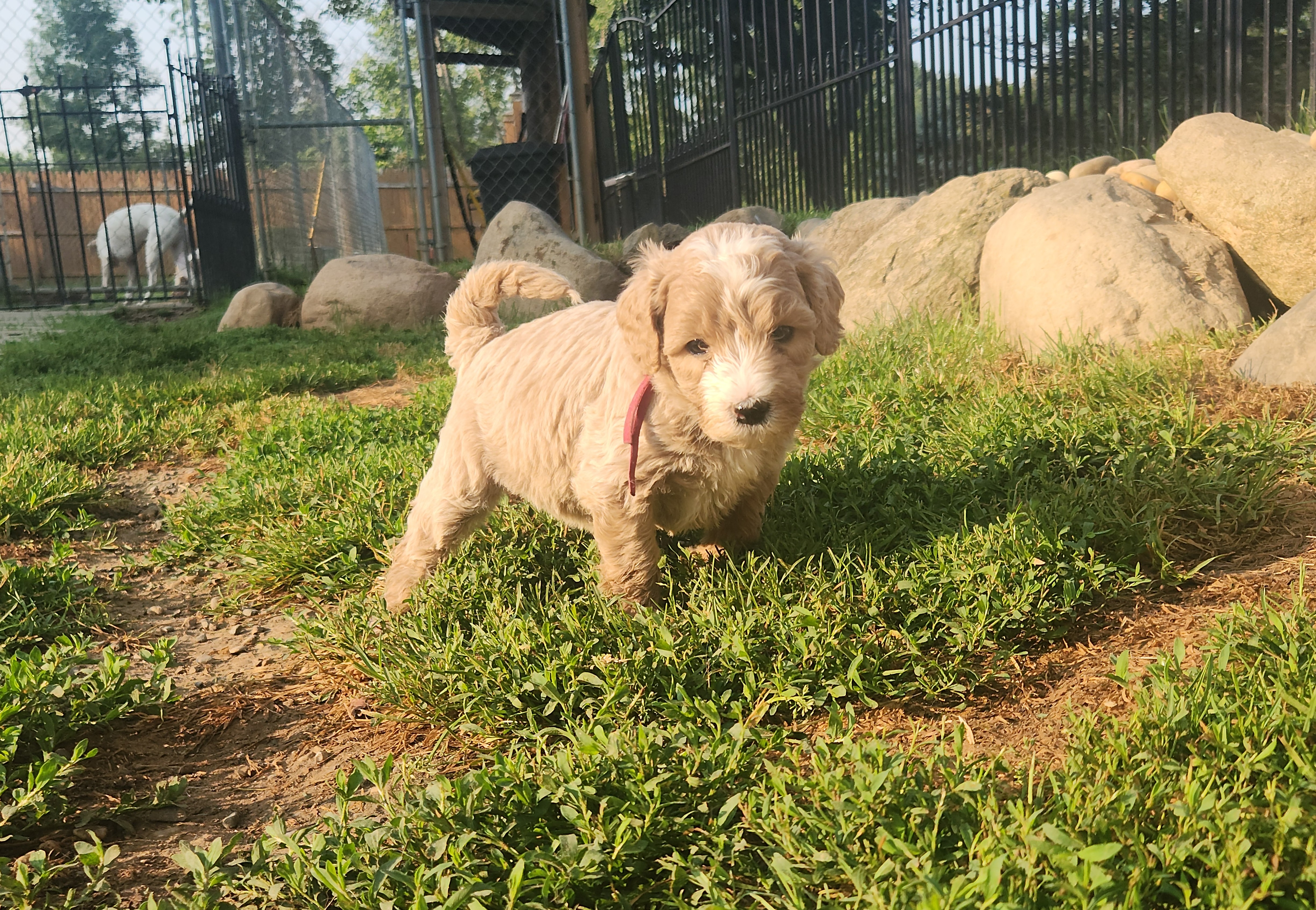 labradoodle