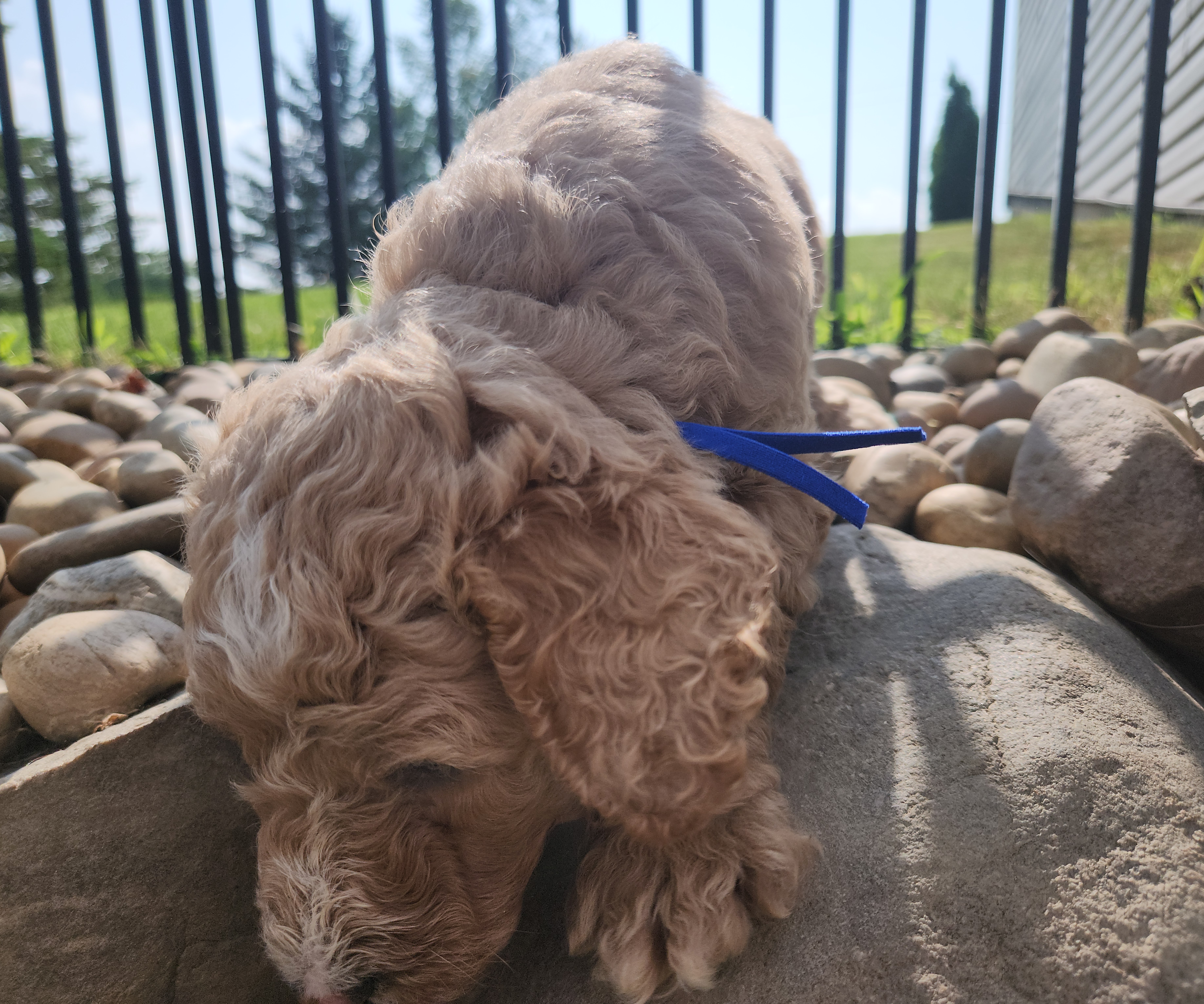 labradoodle