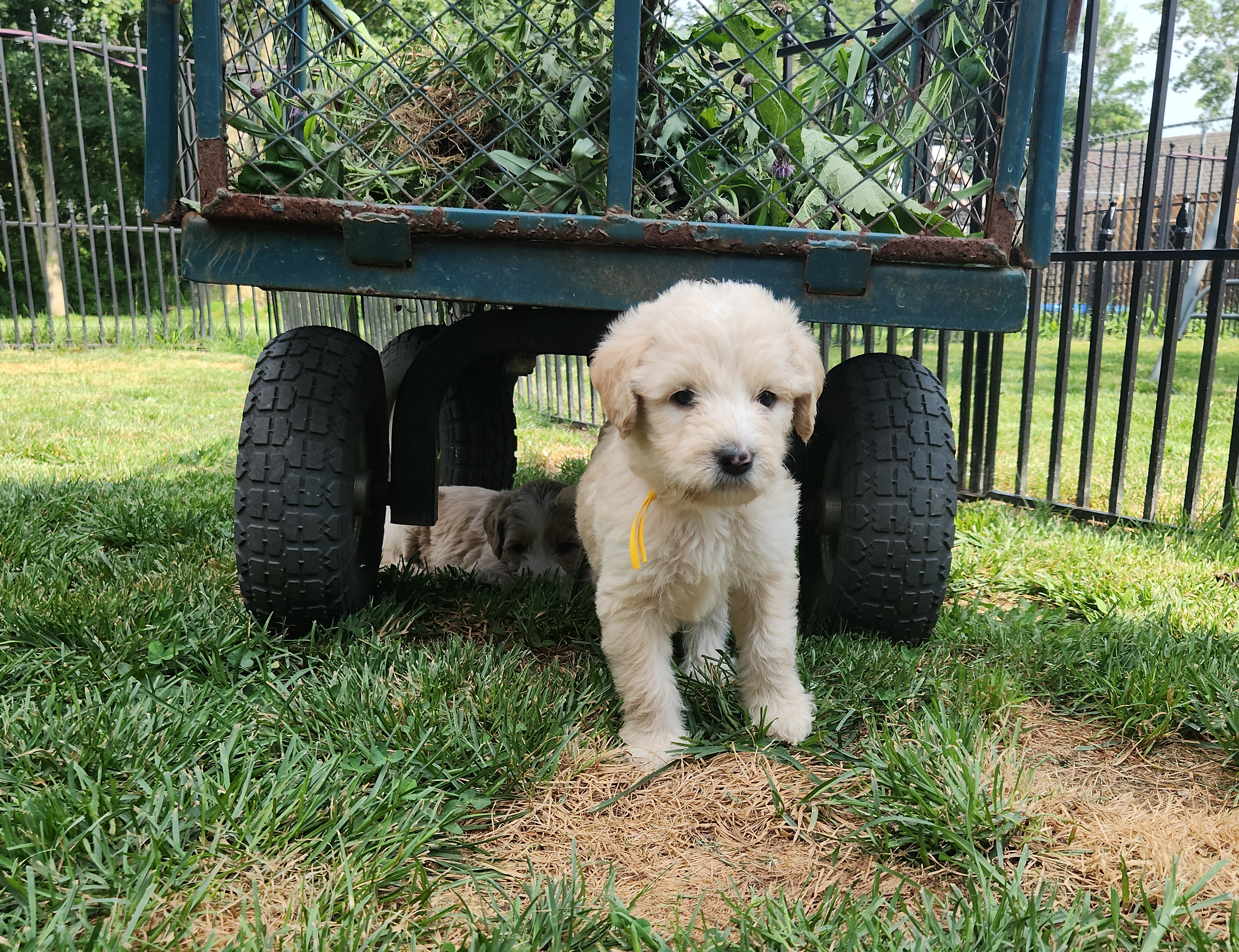 labradoodle