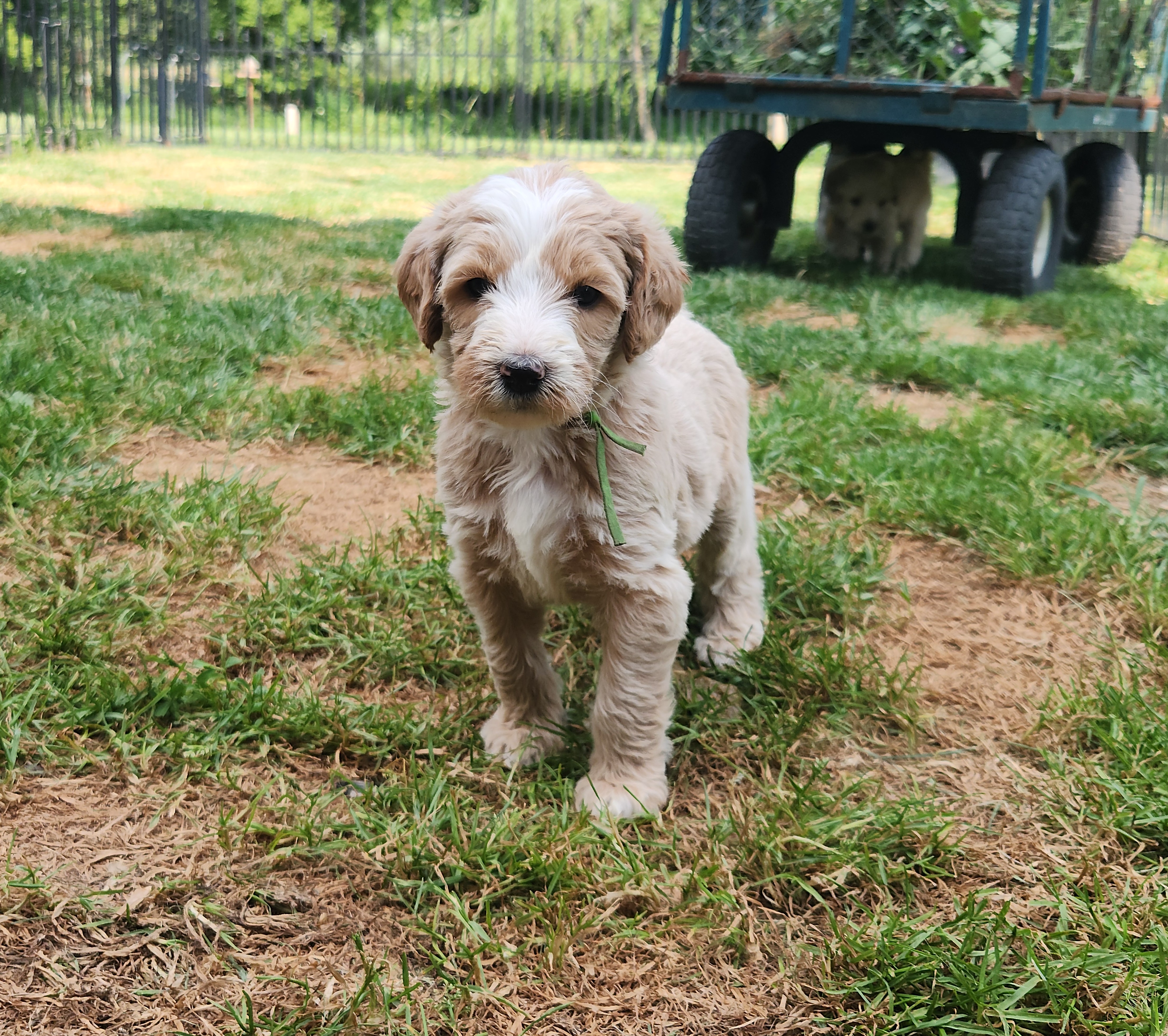 labradoodle