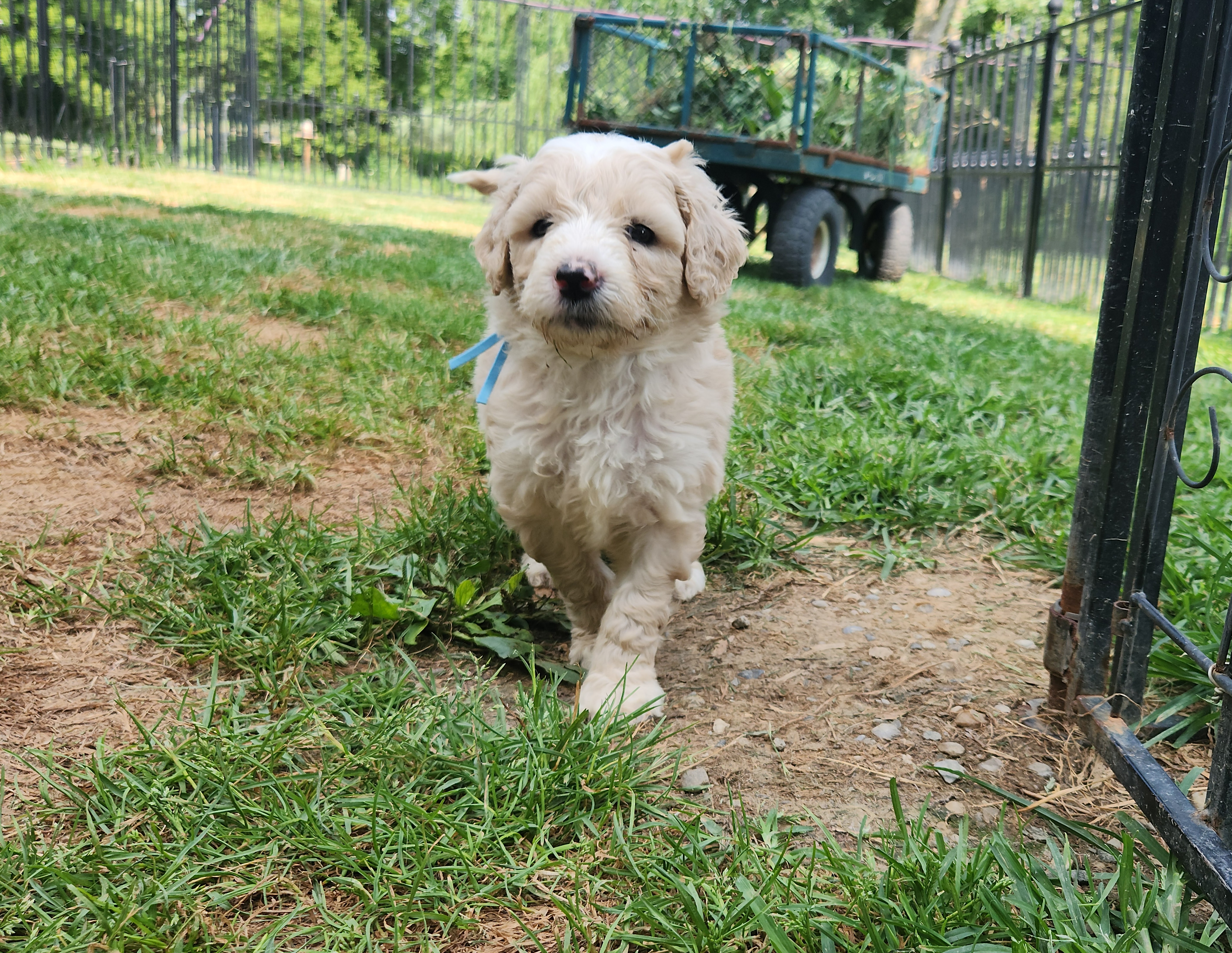 labradoodle