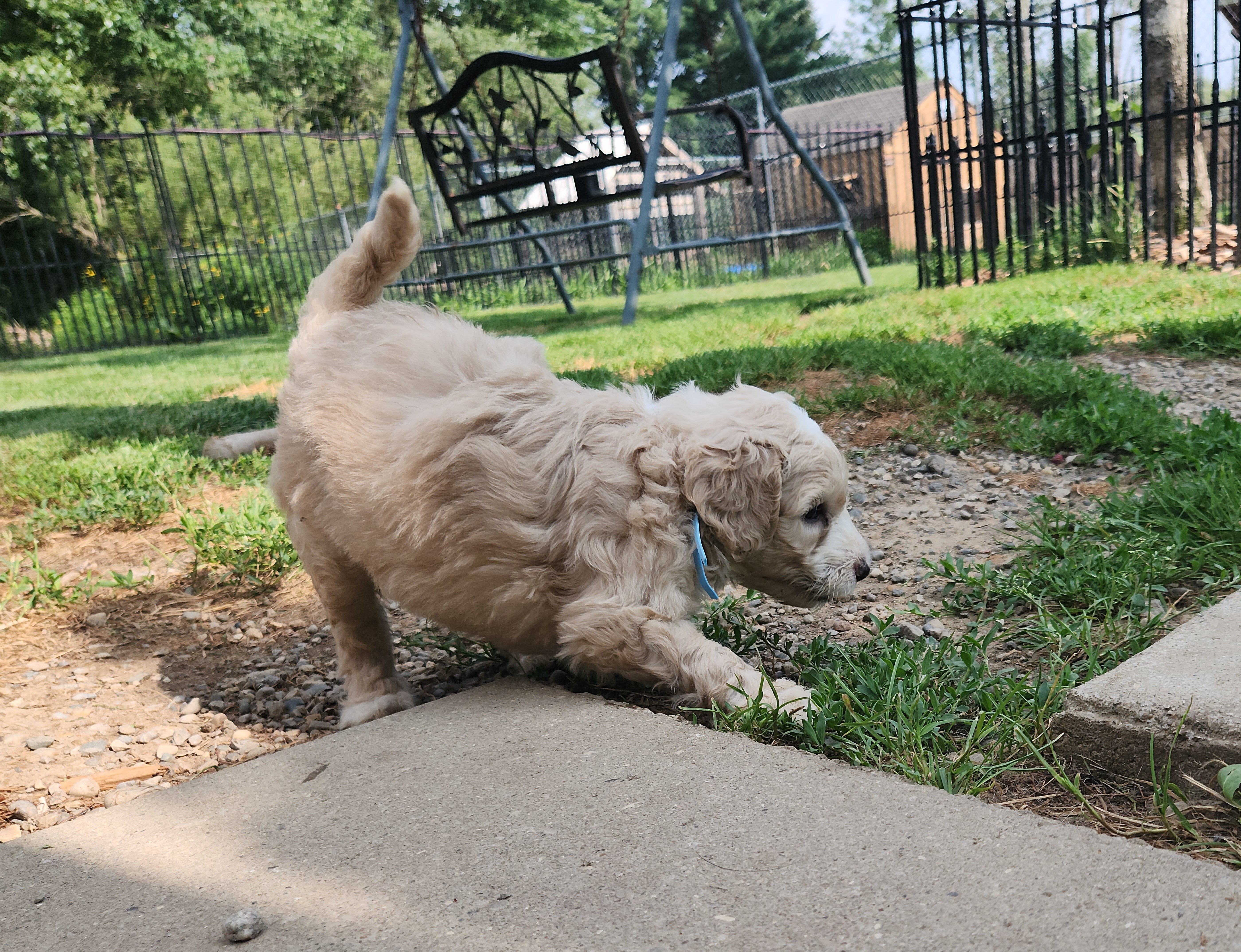 labradoodle