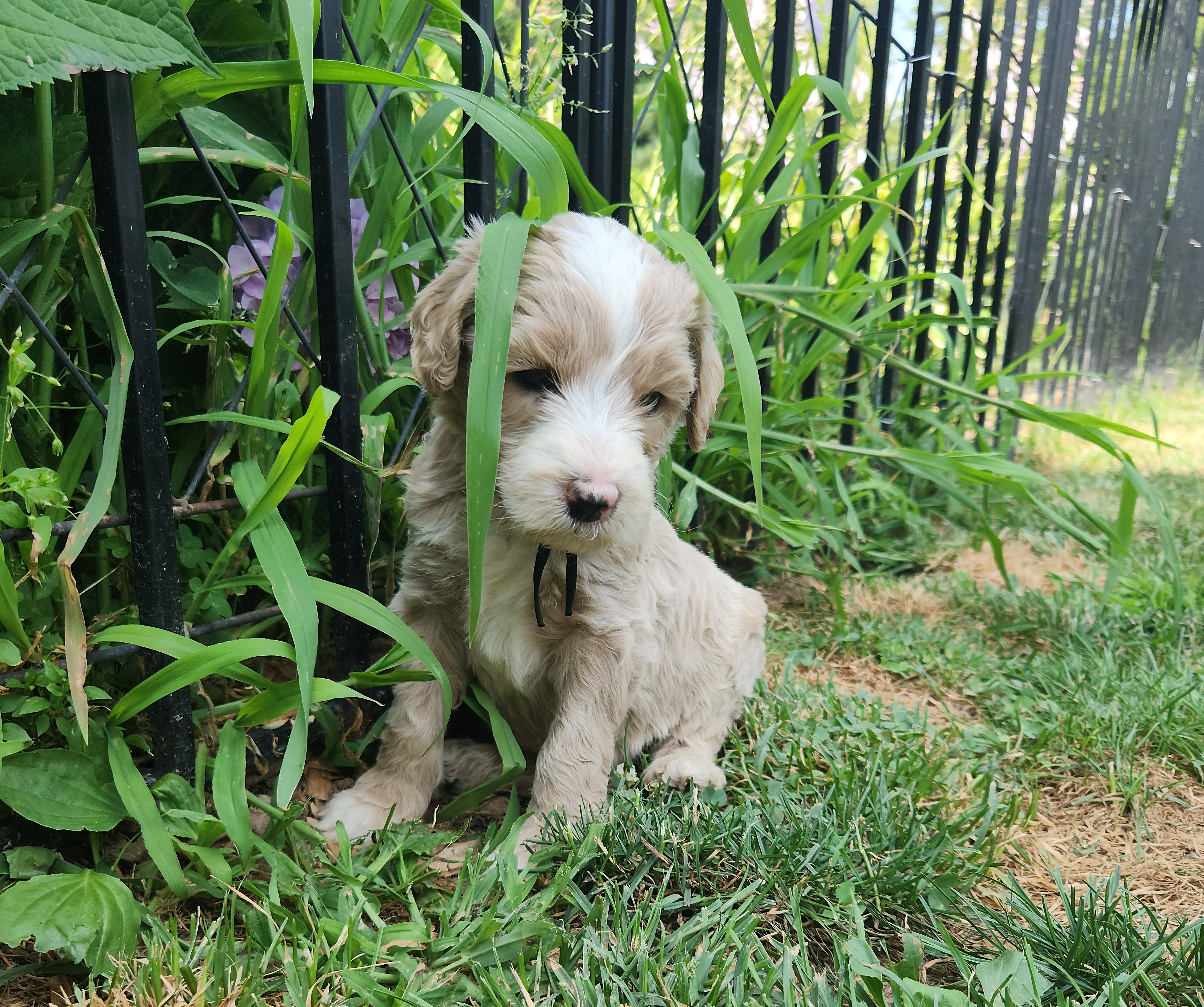 labradoodle