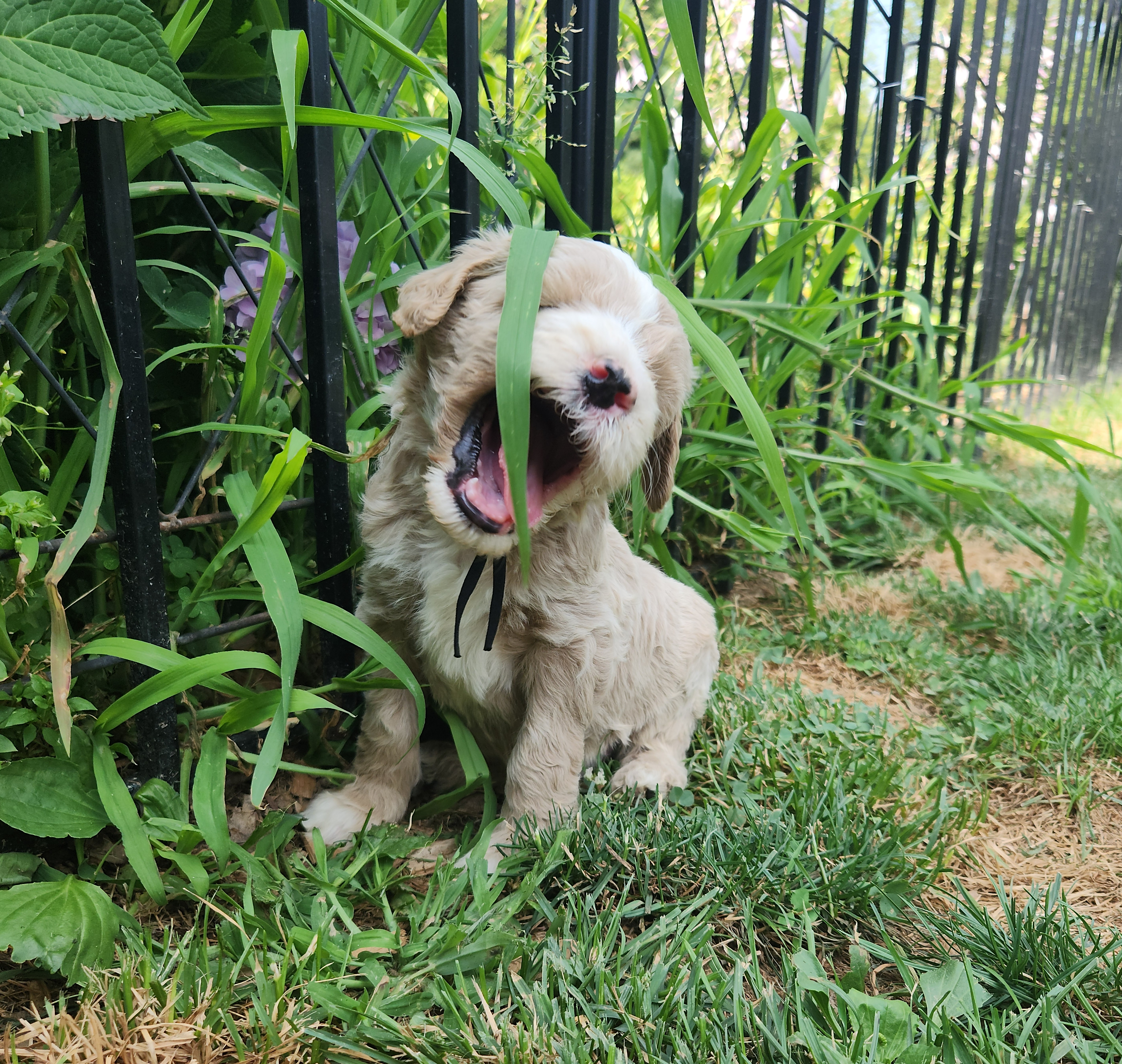 labradoodle
