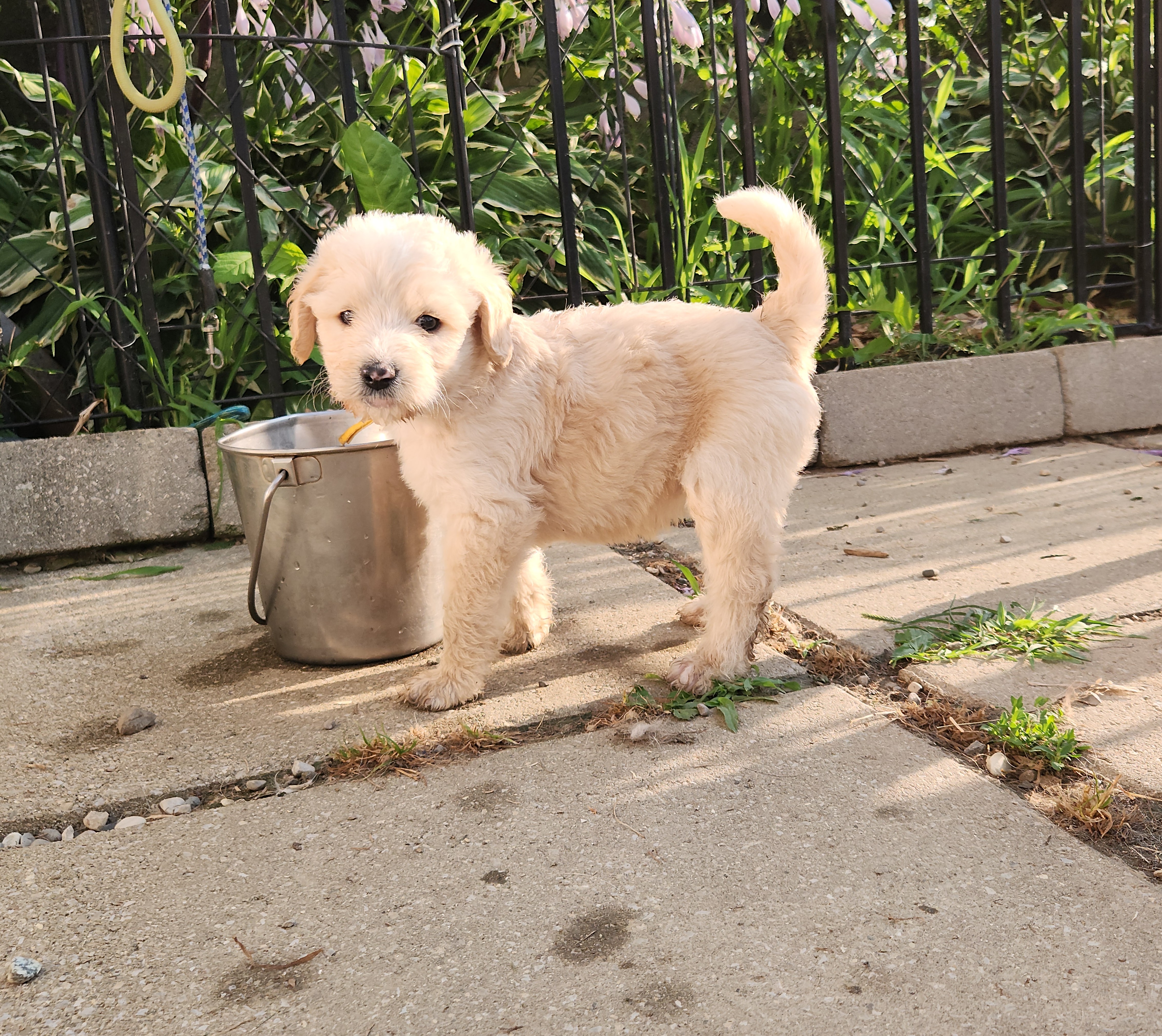 labradoodle