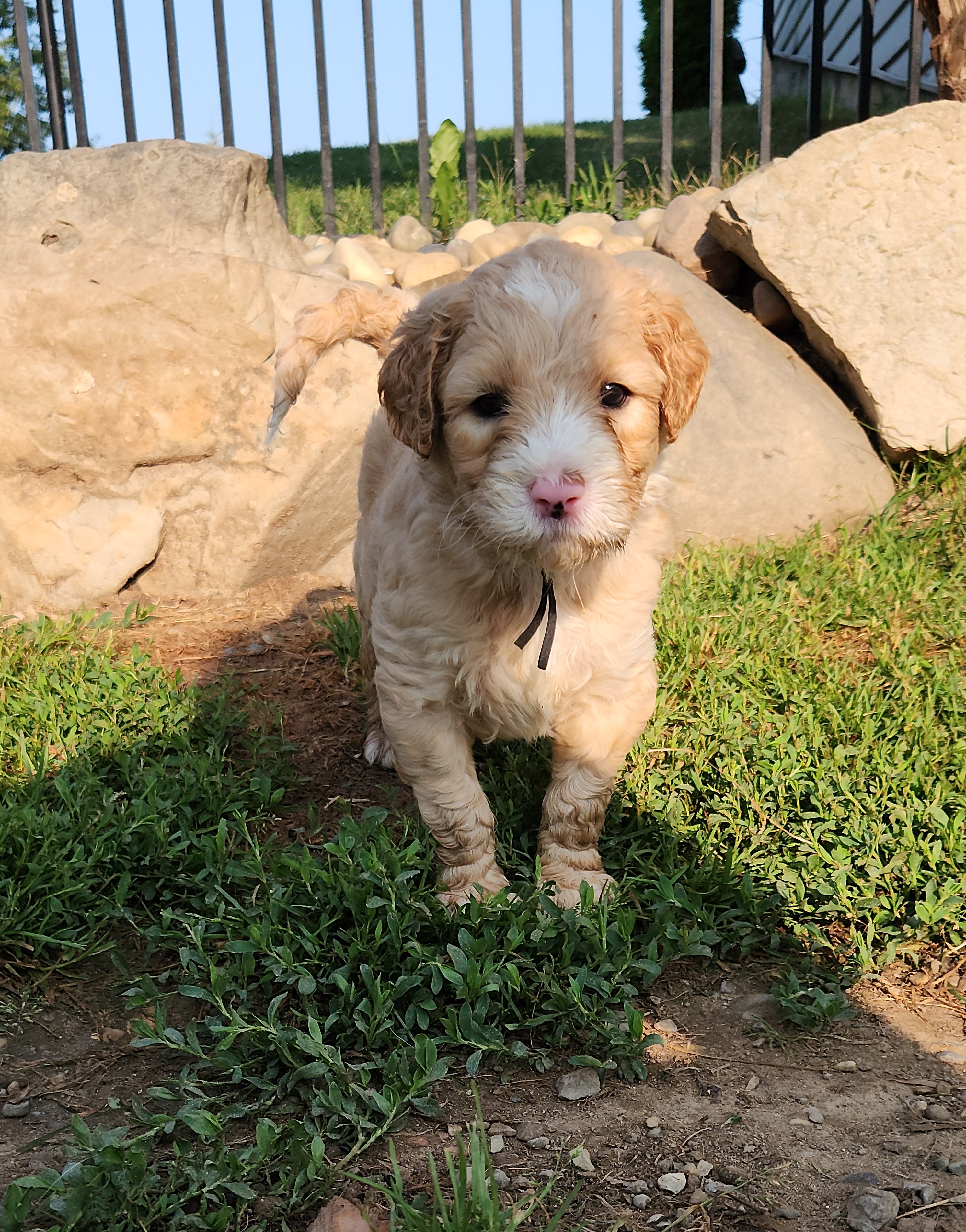 labradoodle